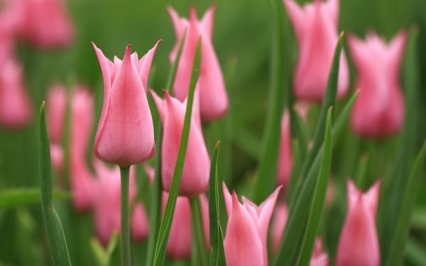 Nature Tulip Flowers Pink Flower HD Wallpaper | Background Image