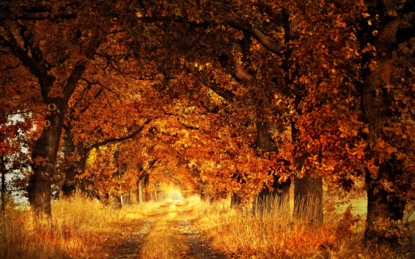 fall dirt road nature path HD Desktop Wallpaper | Background Image