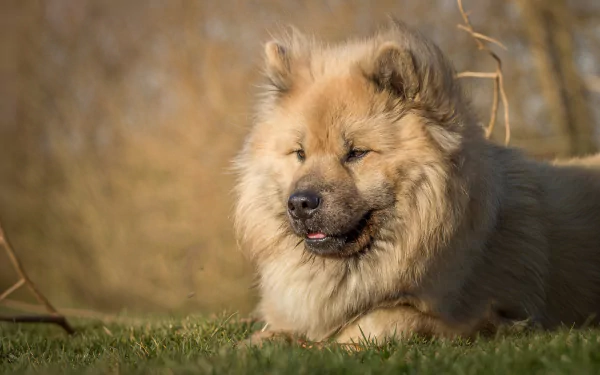 dog Animal eurasier HD Desktop Wallpaper | Background Image