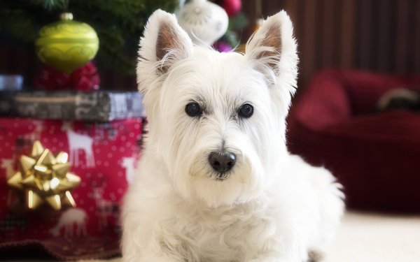 Animal West Highland White Terrier Dogs Dog HD Wallpaper | Background Image