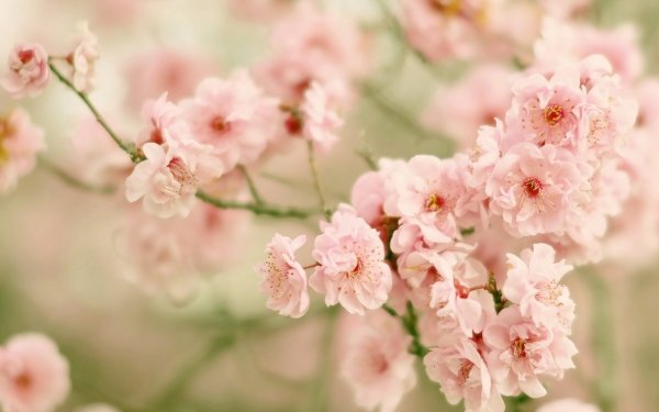 Nature Sakura Flower Branch Blossom HD Wallpaper | Background Image