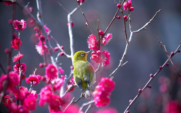 A Japanese white-eye bird perched on vibrant pink flowers, captured in HD quality as a stunning desktop wallpaper and background.