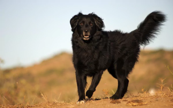 Animal dog Black Dog HD Desktop Wallpaper | Background Image