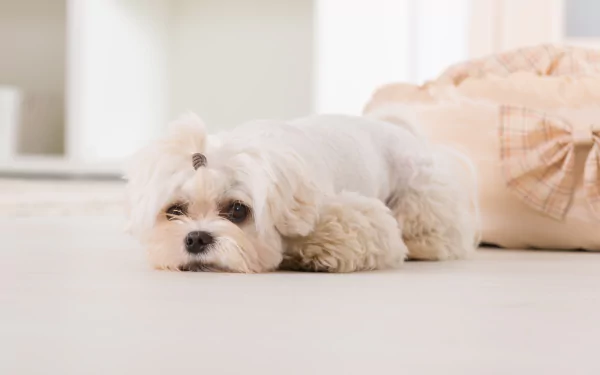 dog Animal maltese HD Desktop Wallpaper | Background Image