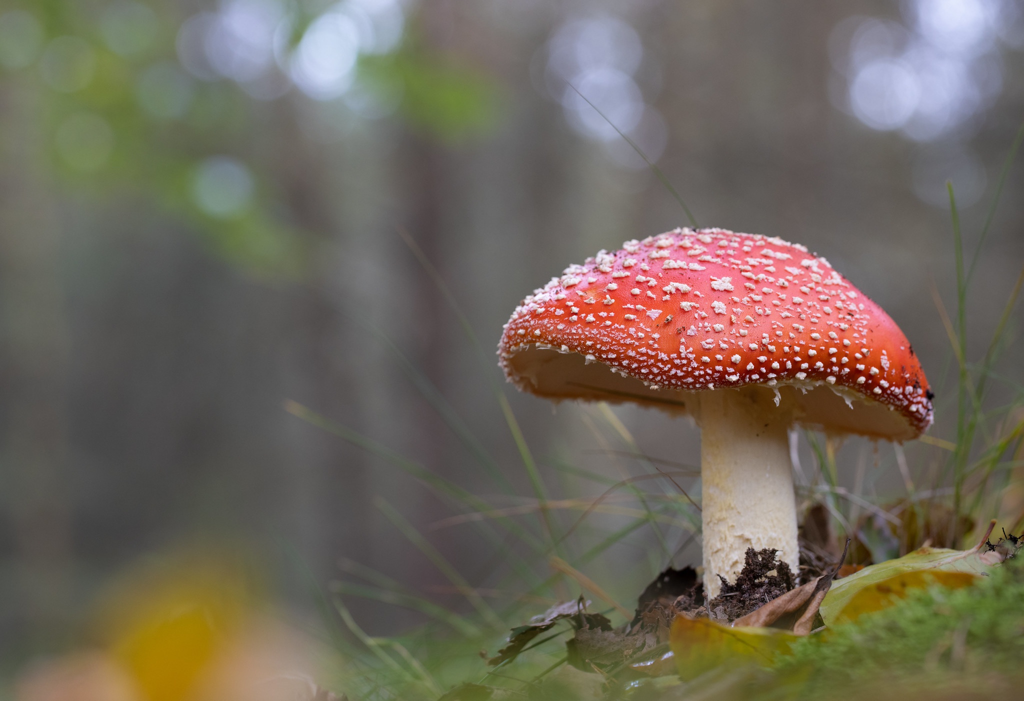 Mushroom HD Wallpaper