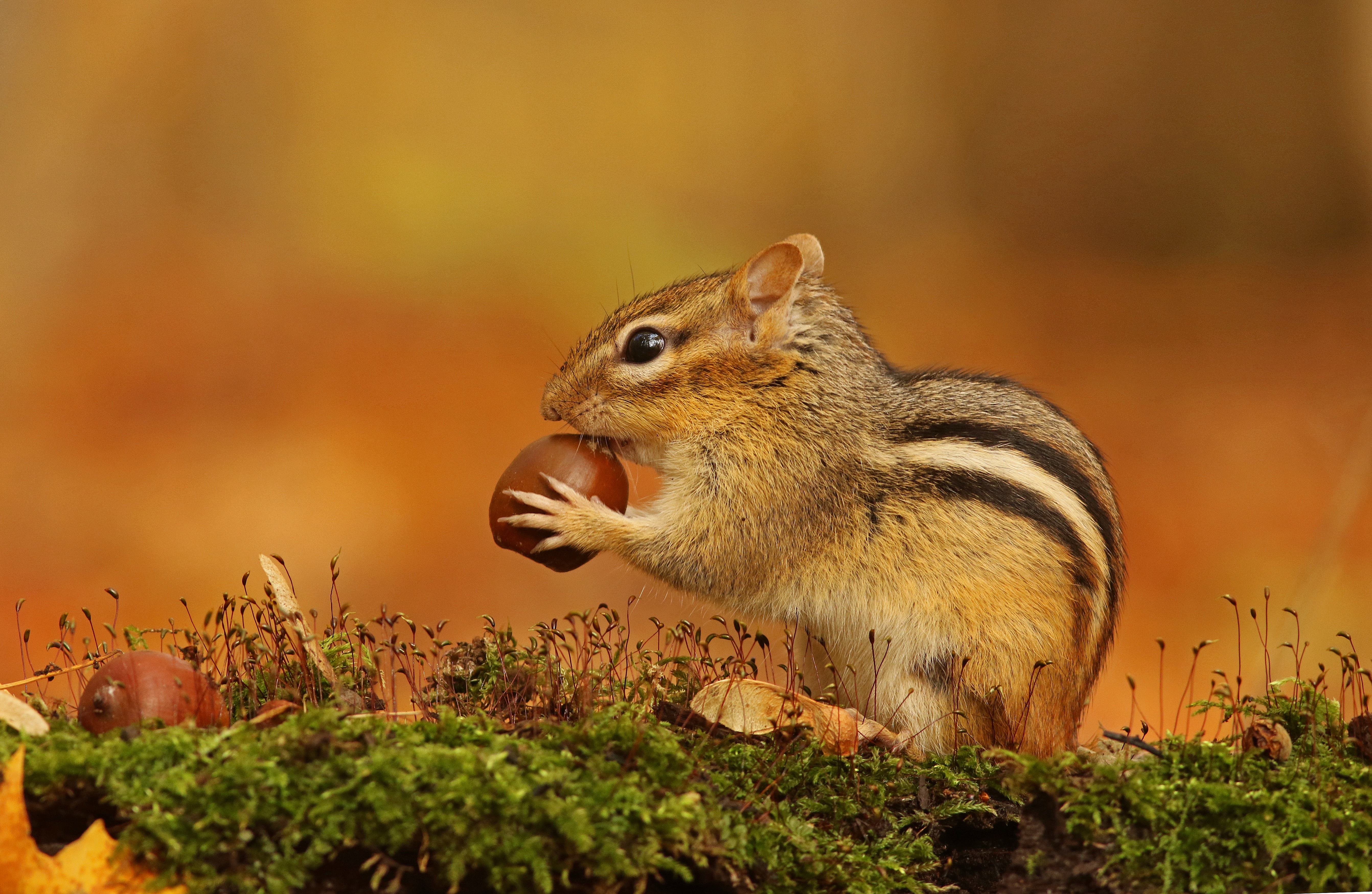 Chipmunk wallpaper - 9GAG