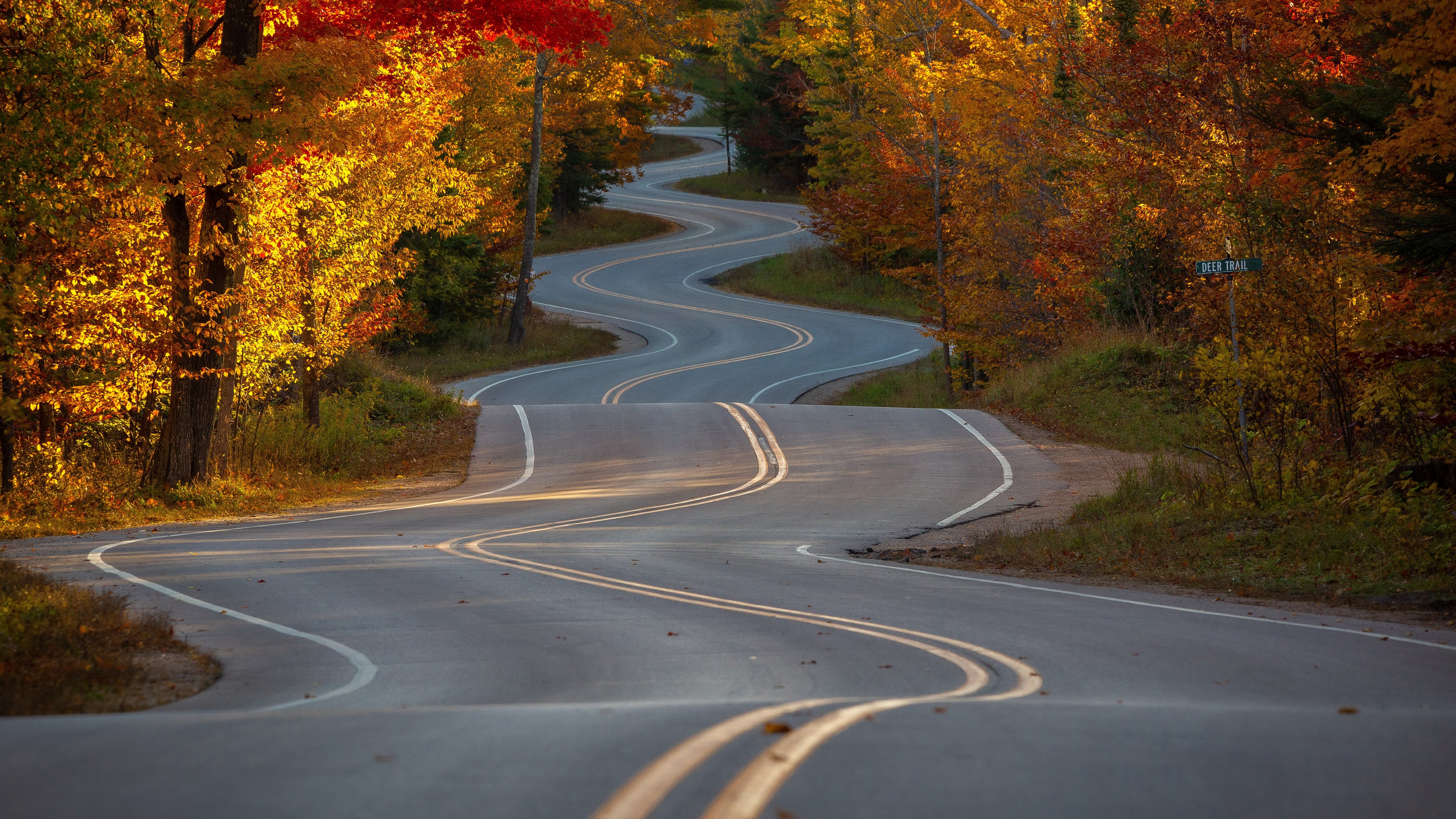 Download Fall Forest Man Made Road 4k Ultra HD Wallpaper