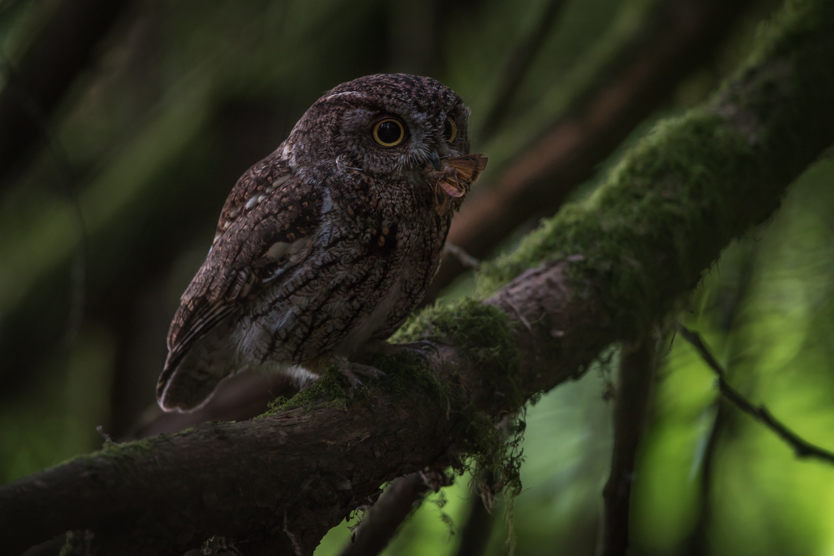 Eule HD Wallpaper Hintergrund 2700x1800 ID1112358 Wallpaper Abyss