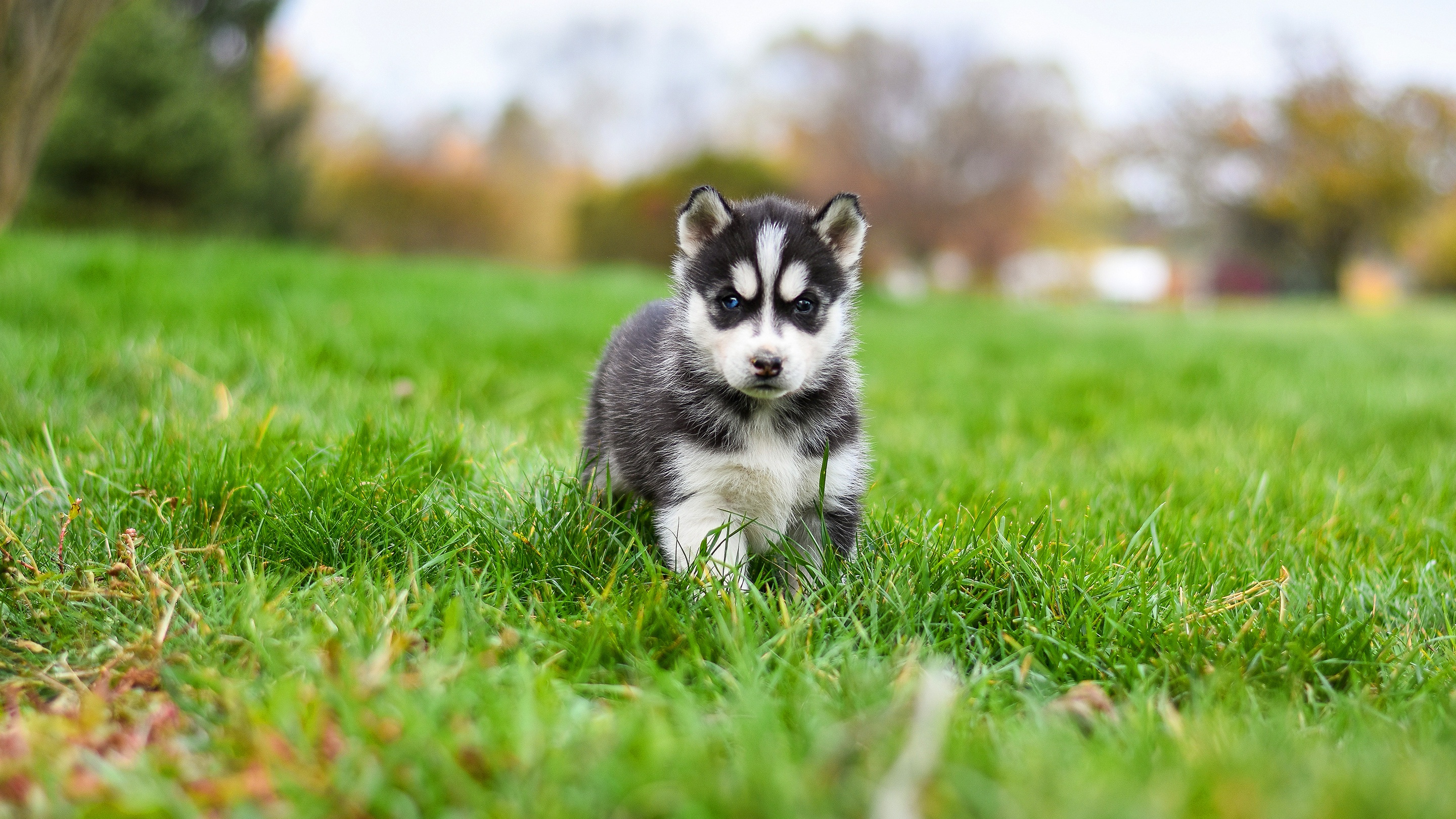 Download Siberian Husky Puppy Baby Animal Dog Animal Husky HD Wallpaper