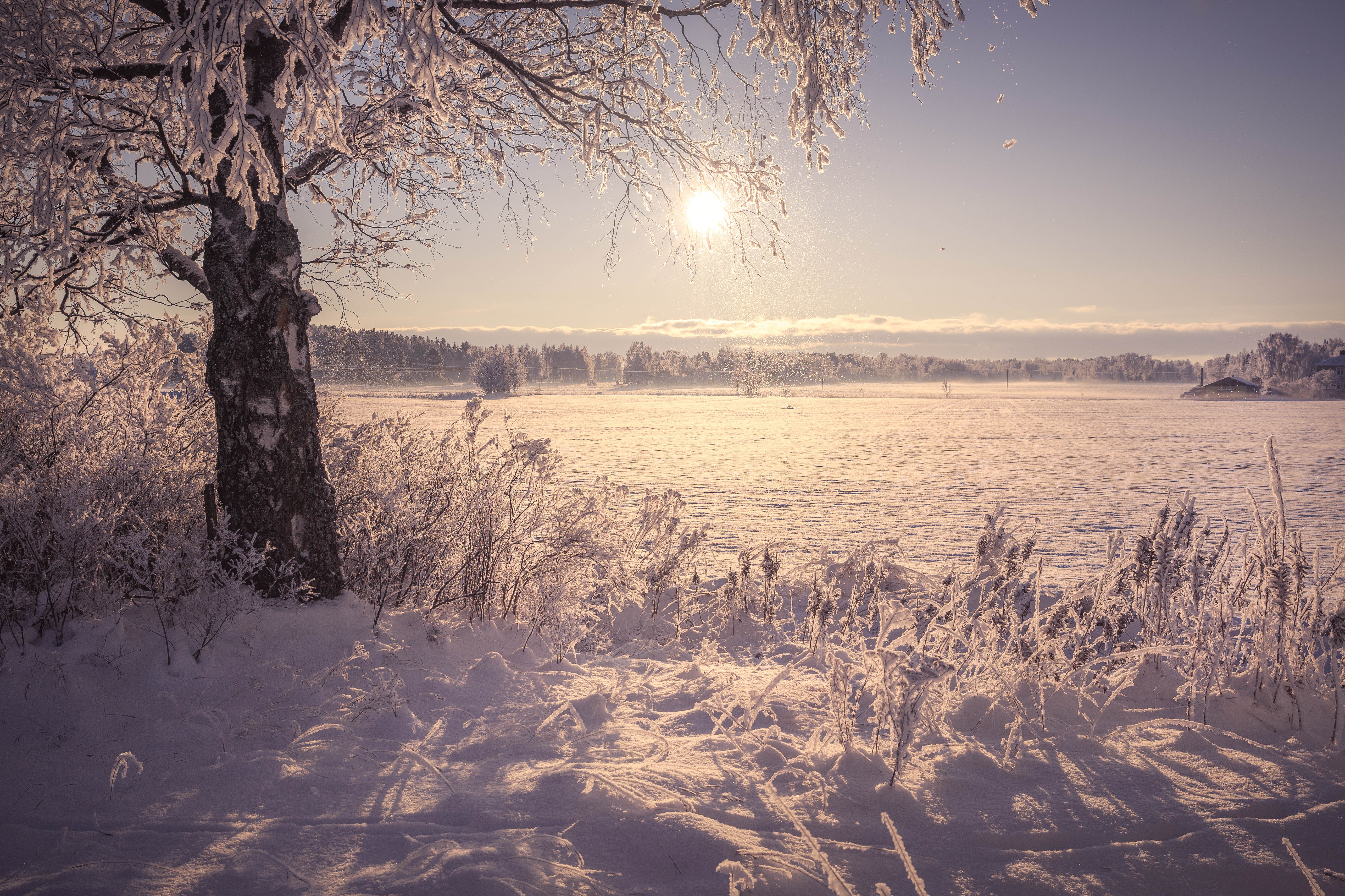 Winter Sun Ultra HD Desktop Background Wallpaper for : Multi Display, Dual  Monitor : Tablet : Smartphone