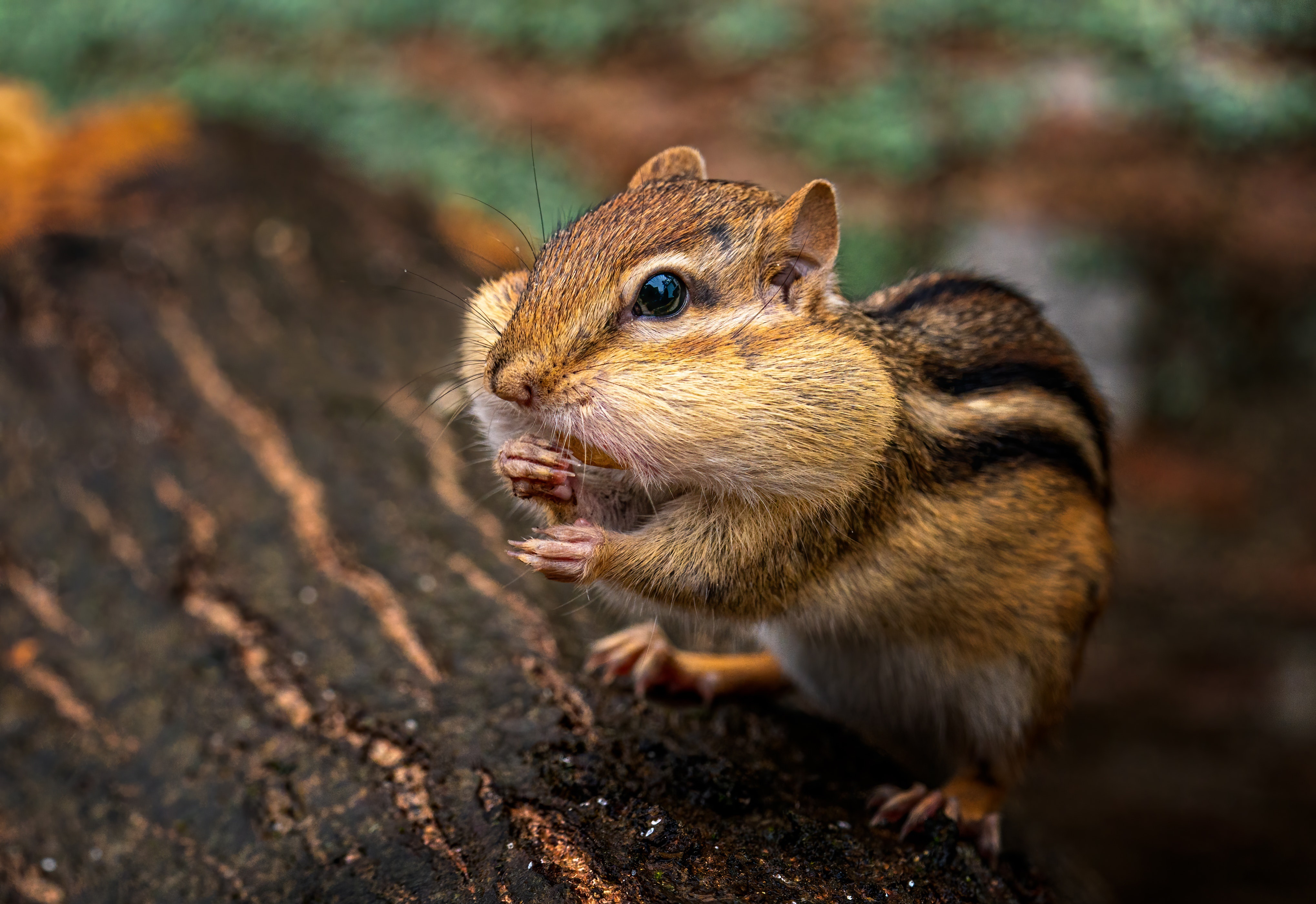 Animal Chipmunk HD Wallpaper | Background Image