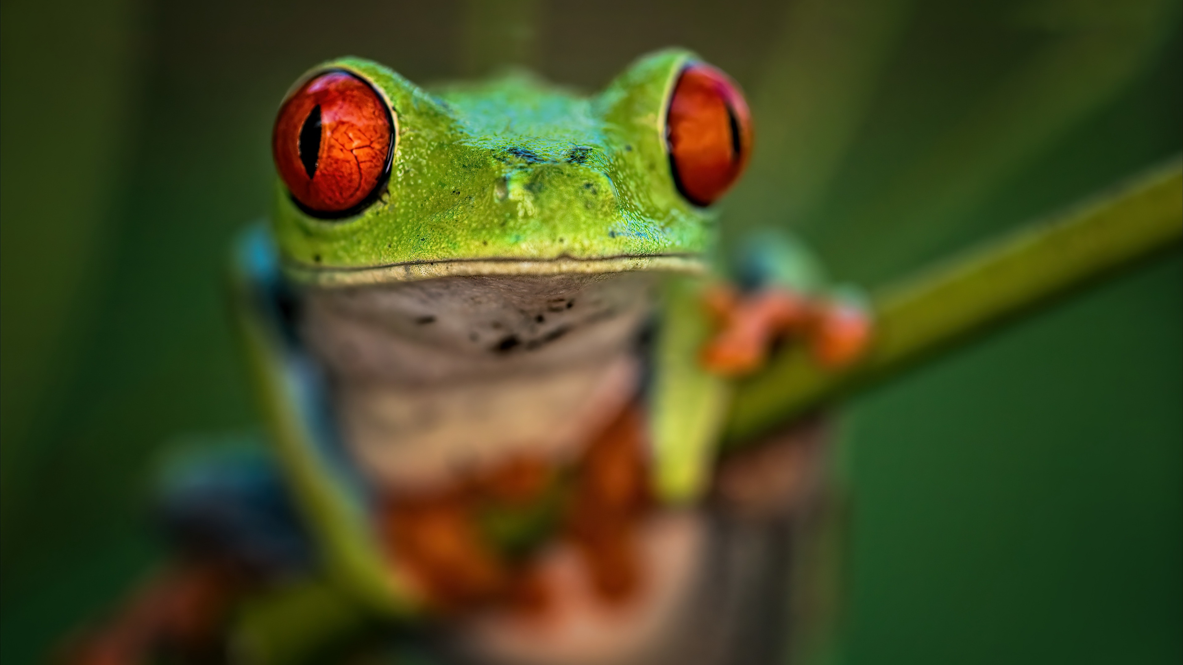 Frog 4k Ultra HD Wallpaper