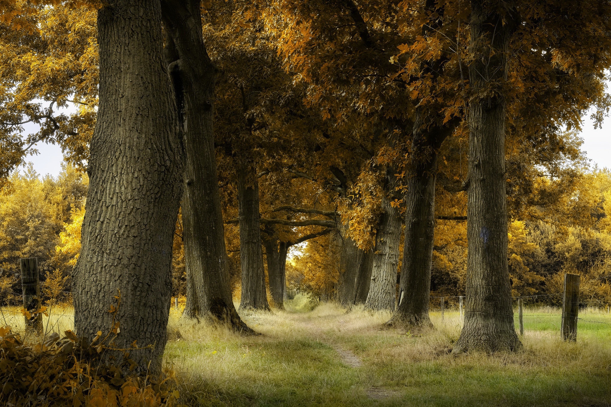 Autumn Path HD Wallpaper