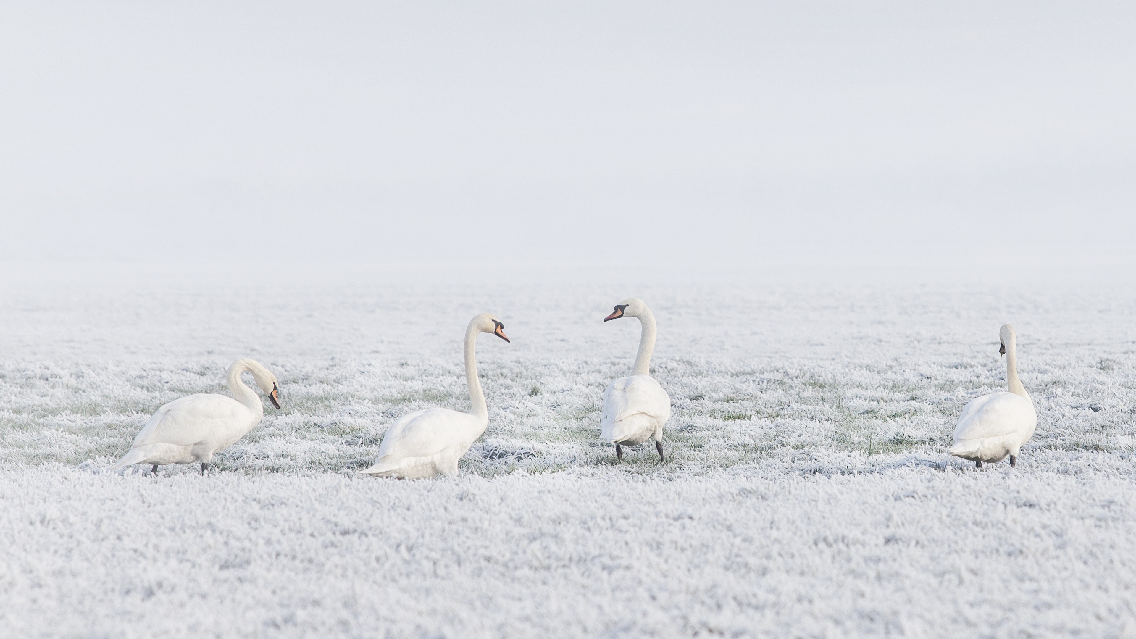 Mute Swan 4k Ultra HD Wallpaper | Background Image | 3840x2160