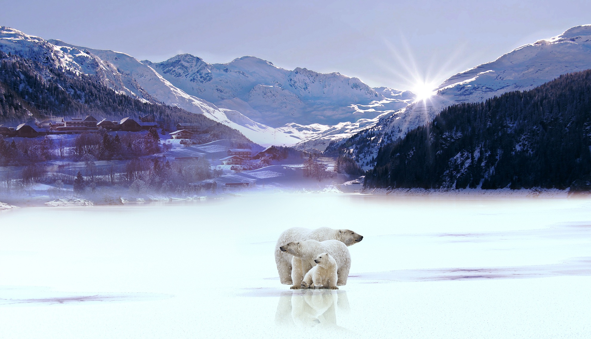 Download Bear Winter Animal Polar Bear HD Wallpaper