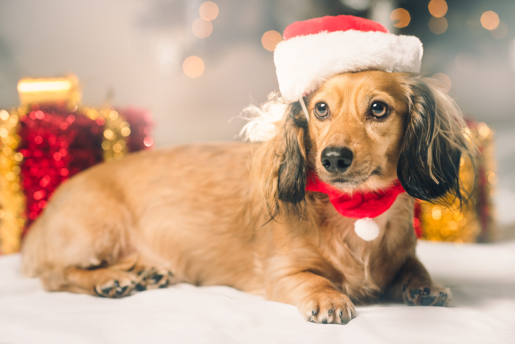 Download Santa Hat Dog Animal Dachshund HD Wallpaper