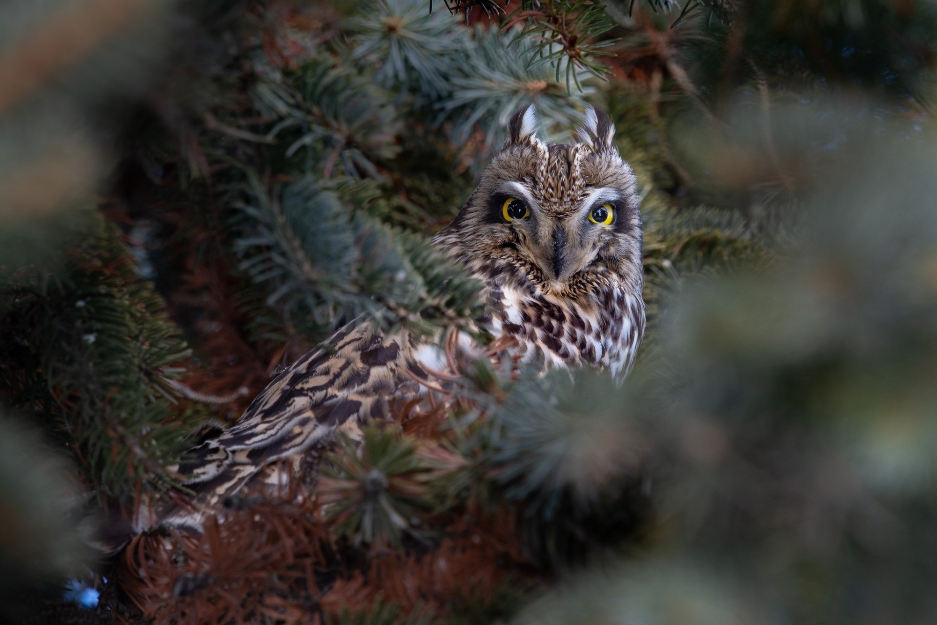 Download Bird Owl Animal Short-eared Owl HD Wallpaper