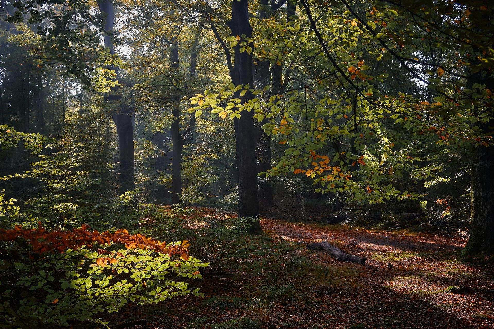 Download Netherlands Forest Nature Fall 4k Ultra HD Wallpaper