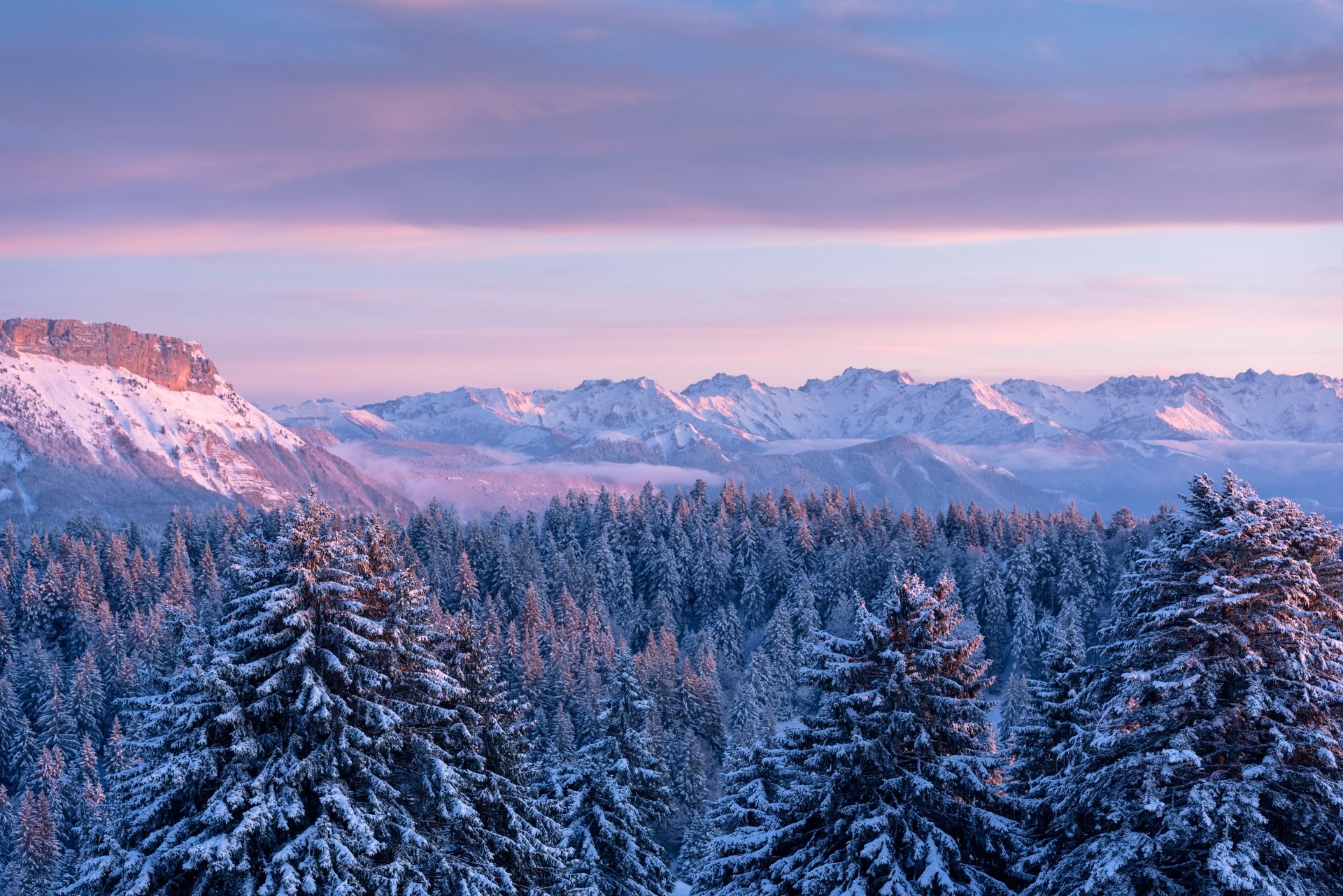 Snow-covered fir trees in a dense forest with a mountainous backdrop under a soft pink sky, showcasing a serene winter landscape in the French Alps.