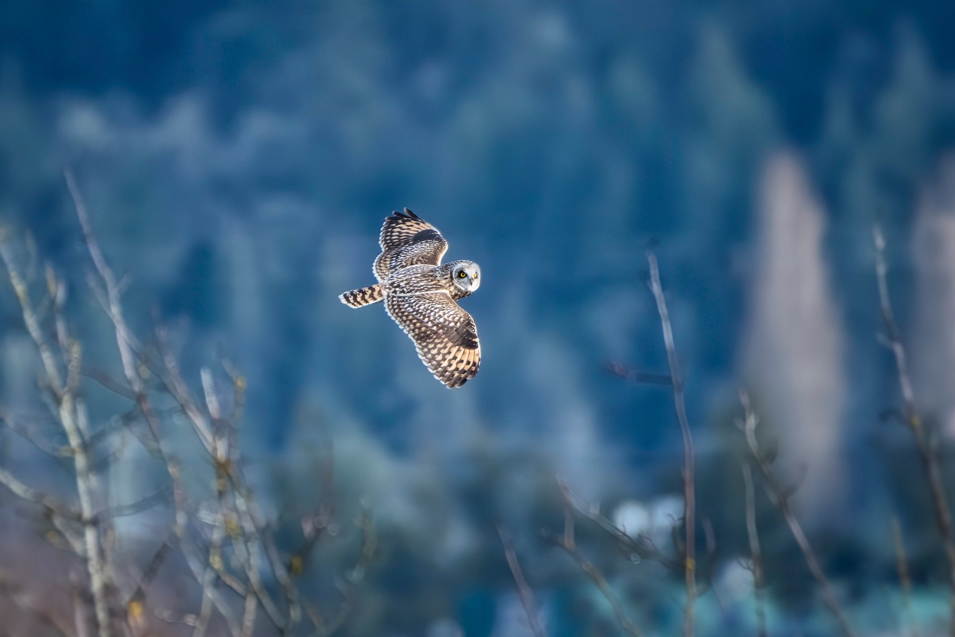 Download Flight Wings Bird Swamp Owl Animal Owl HD Wallpaper