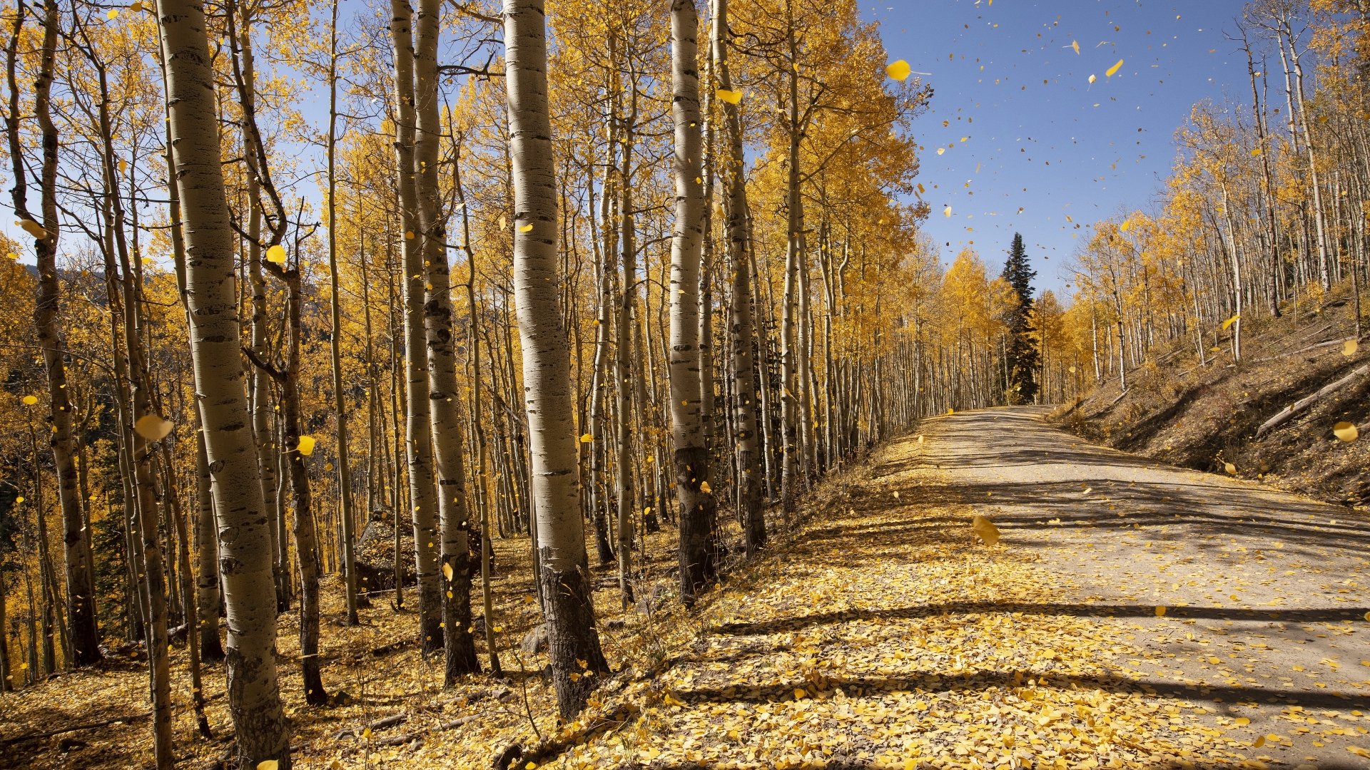 Download Fall Tree Man Made Road 4k Ultra HD Wallpaper | 3840x2160 ...