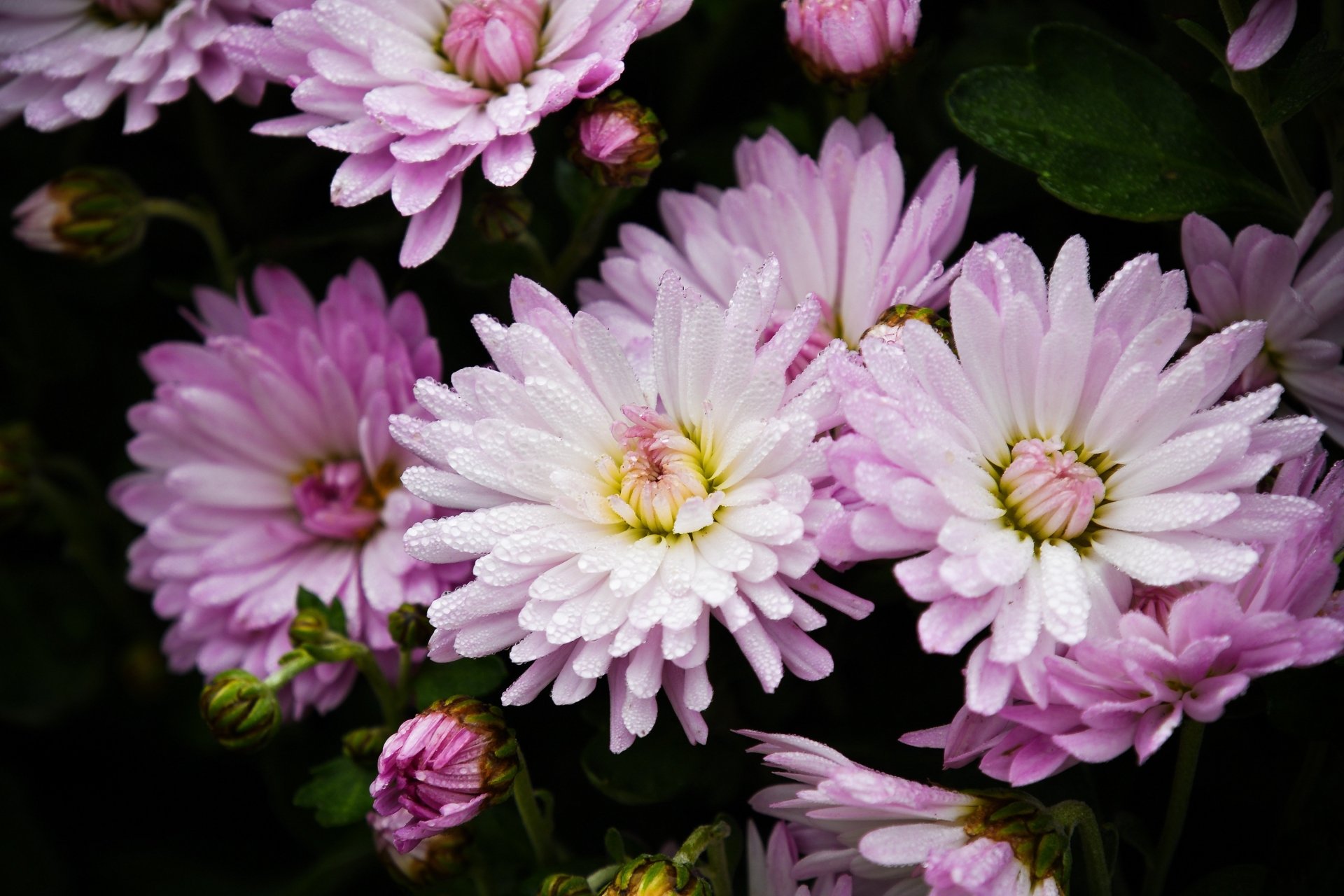 Download Dew Drop Pink Flower Petal Flower Nature Chrysanthemum 4k Ultra HD Wallpaper
