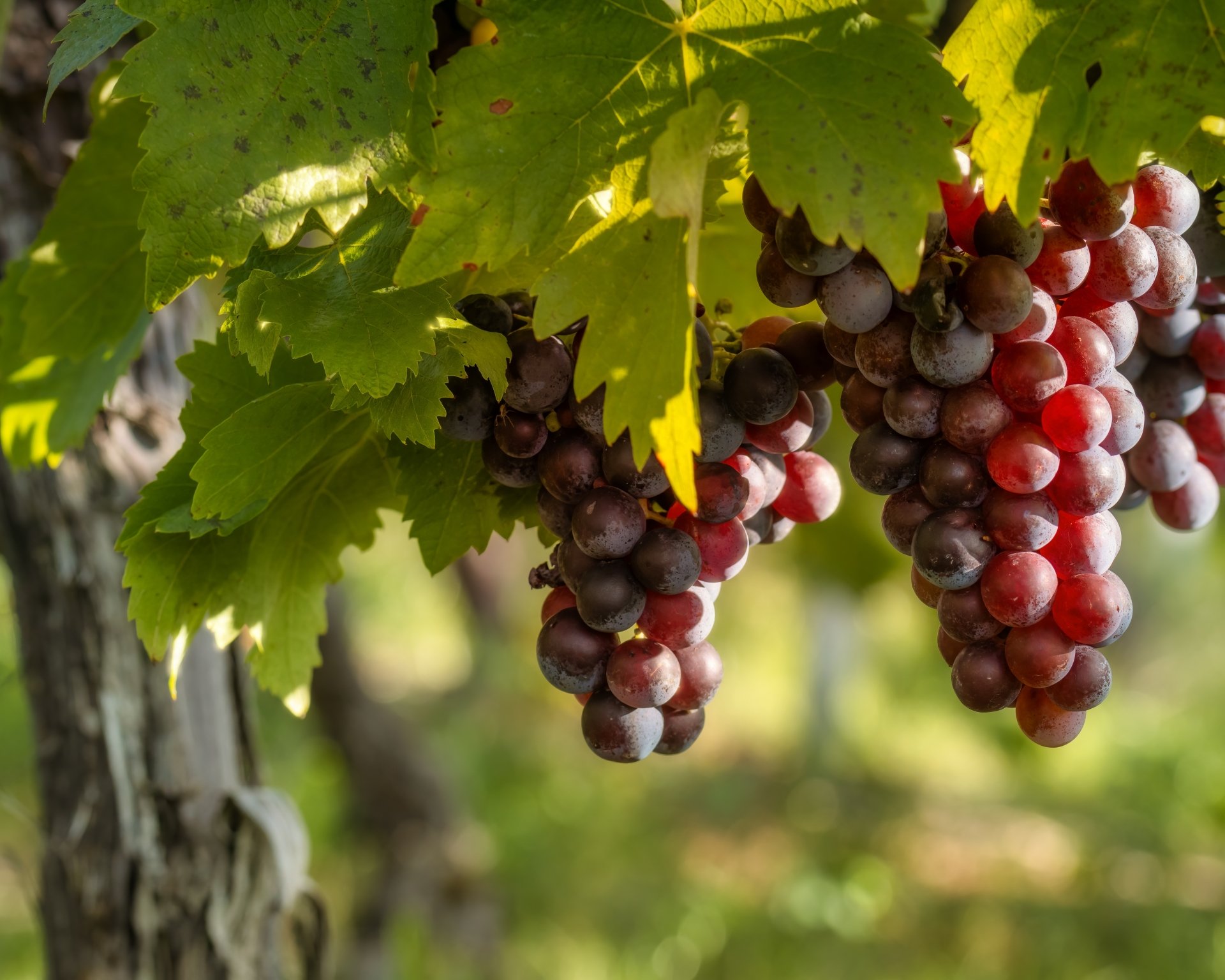 Food Grapes 4k Ultra HD Wallpaper