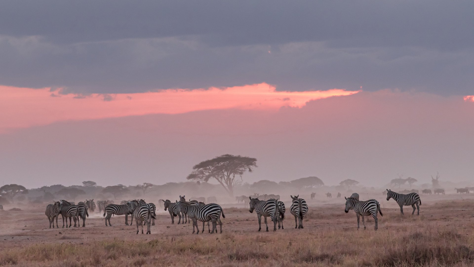 Download Africa Animal Zebra 4k Ultra HD Wallpaper