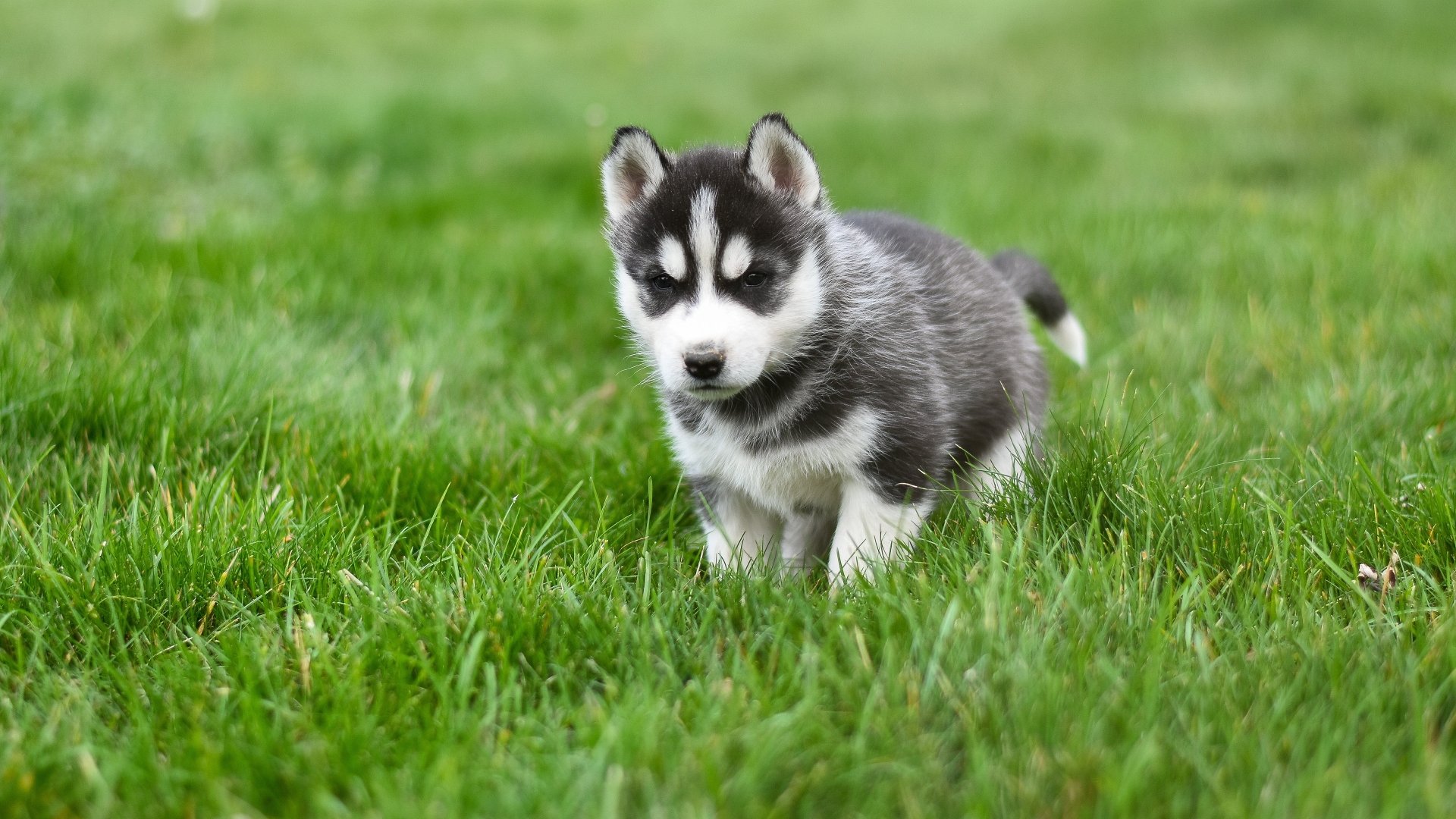 Download Siberian Husky Puppy Baby Animal Dog Animal Husky 4k Ultra HD ...