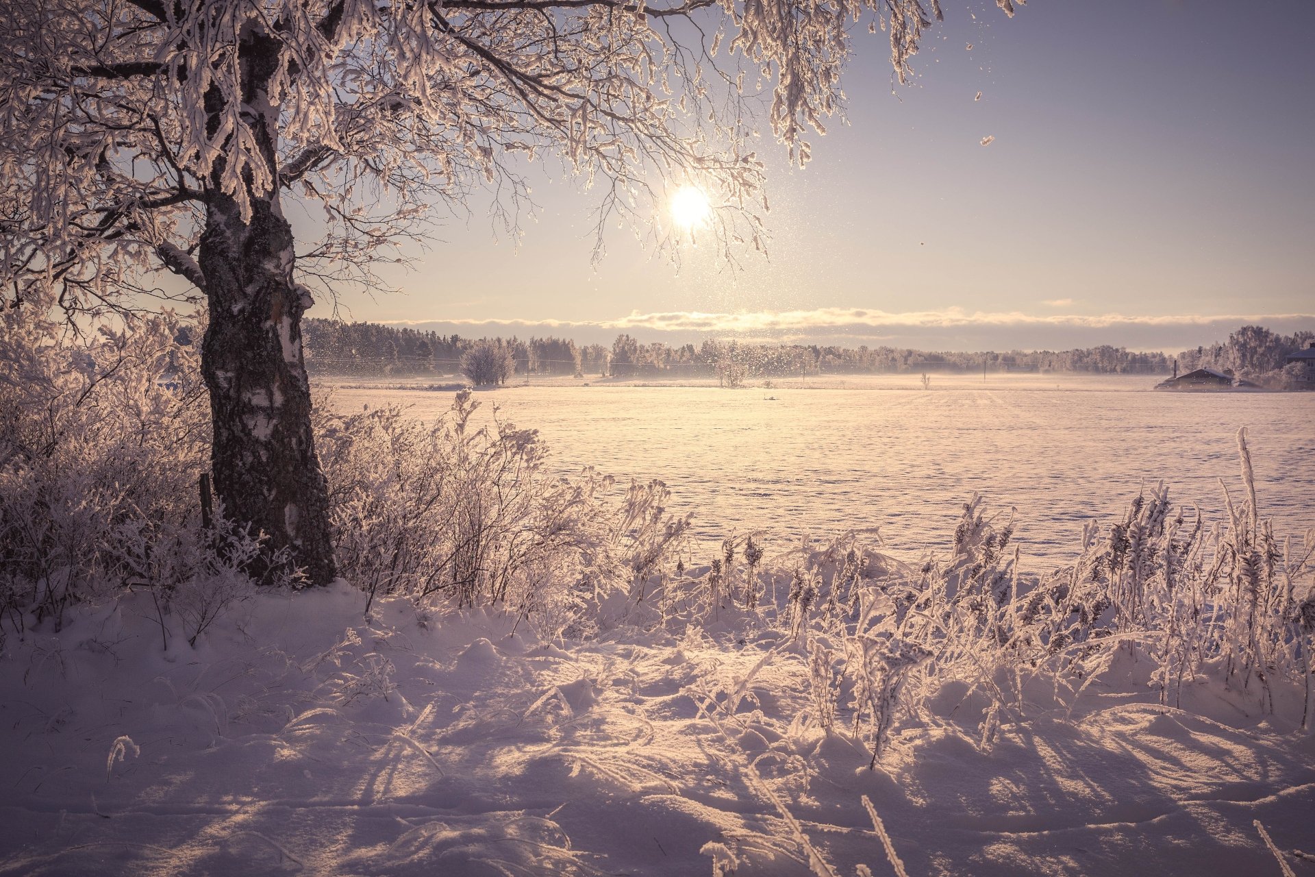 Download Tree Snow Nature Winter 4k Ultra HD Wallpaper