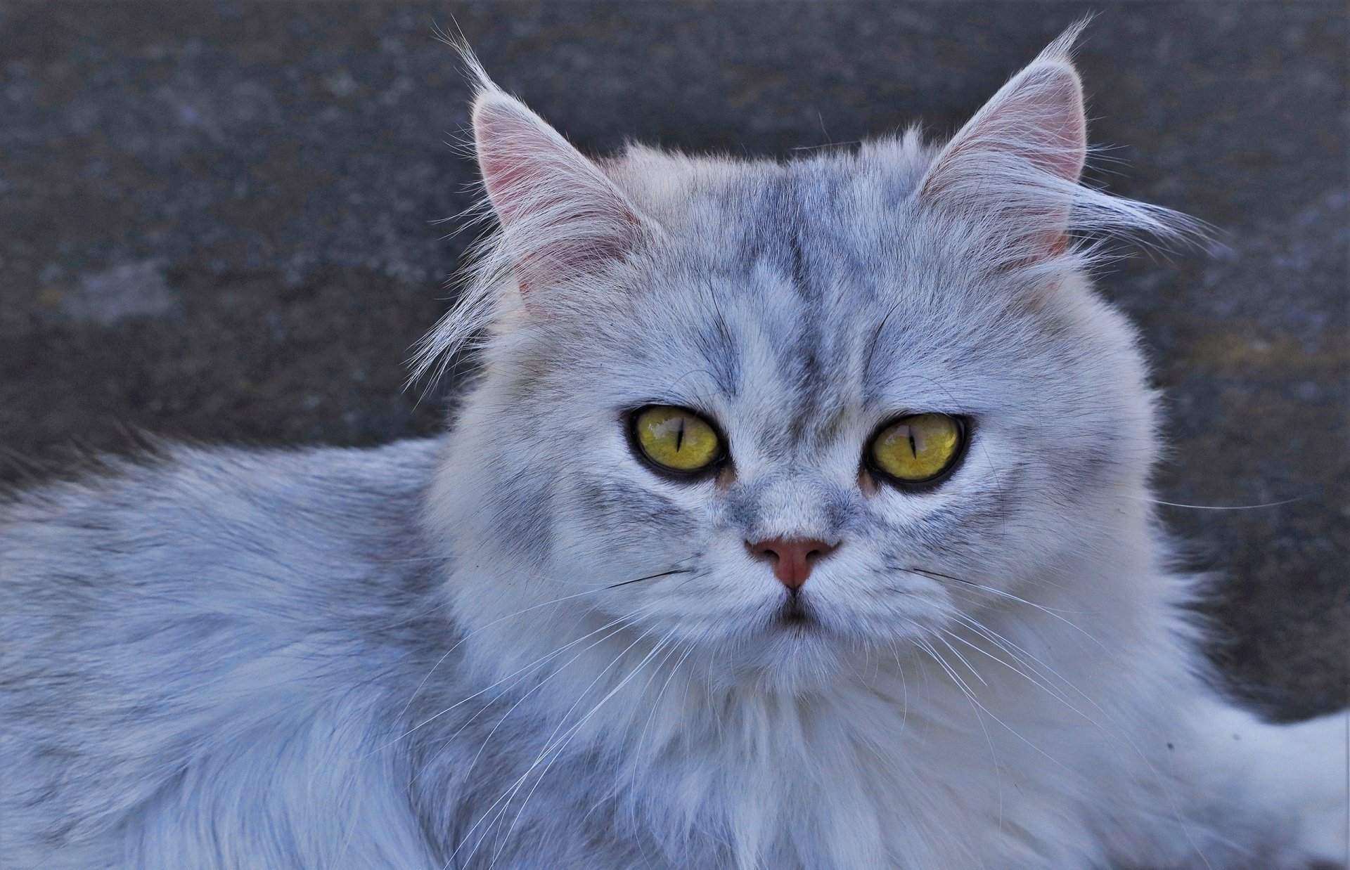 Download Fluffy Yellow Eyes Animal Cat HD Wallpaper