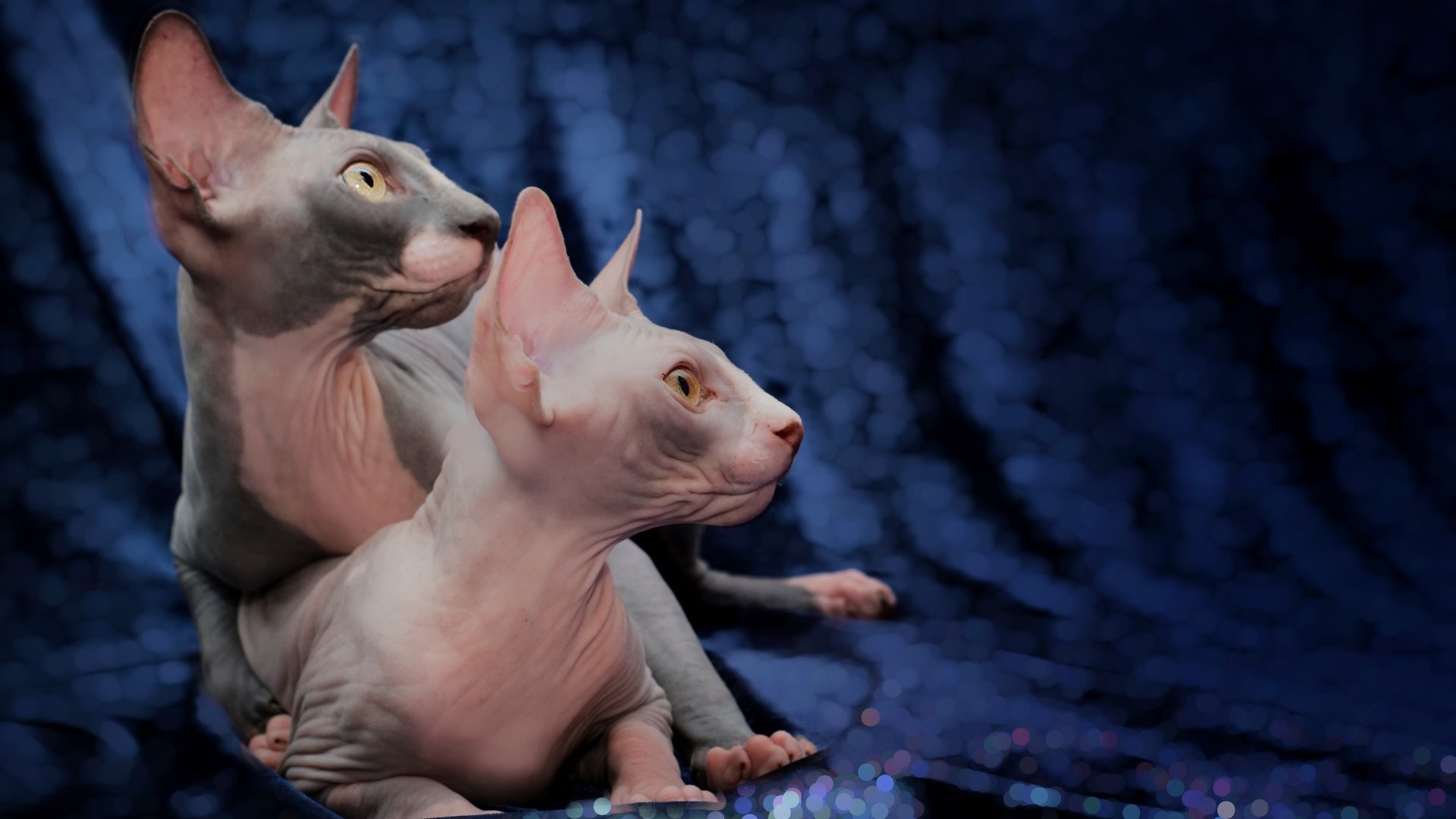 Download Profile Cat Animal Sphynx Cat 4k Ultra HD Wallpaper