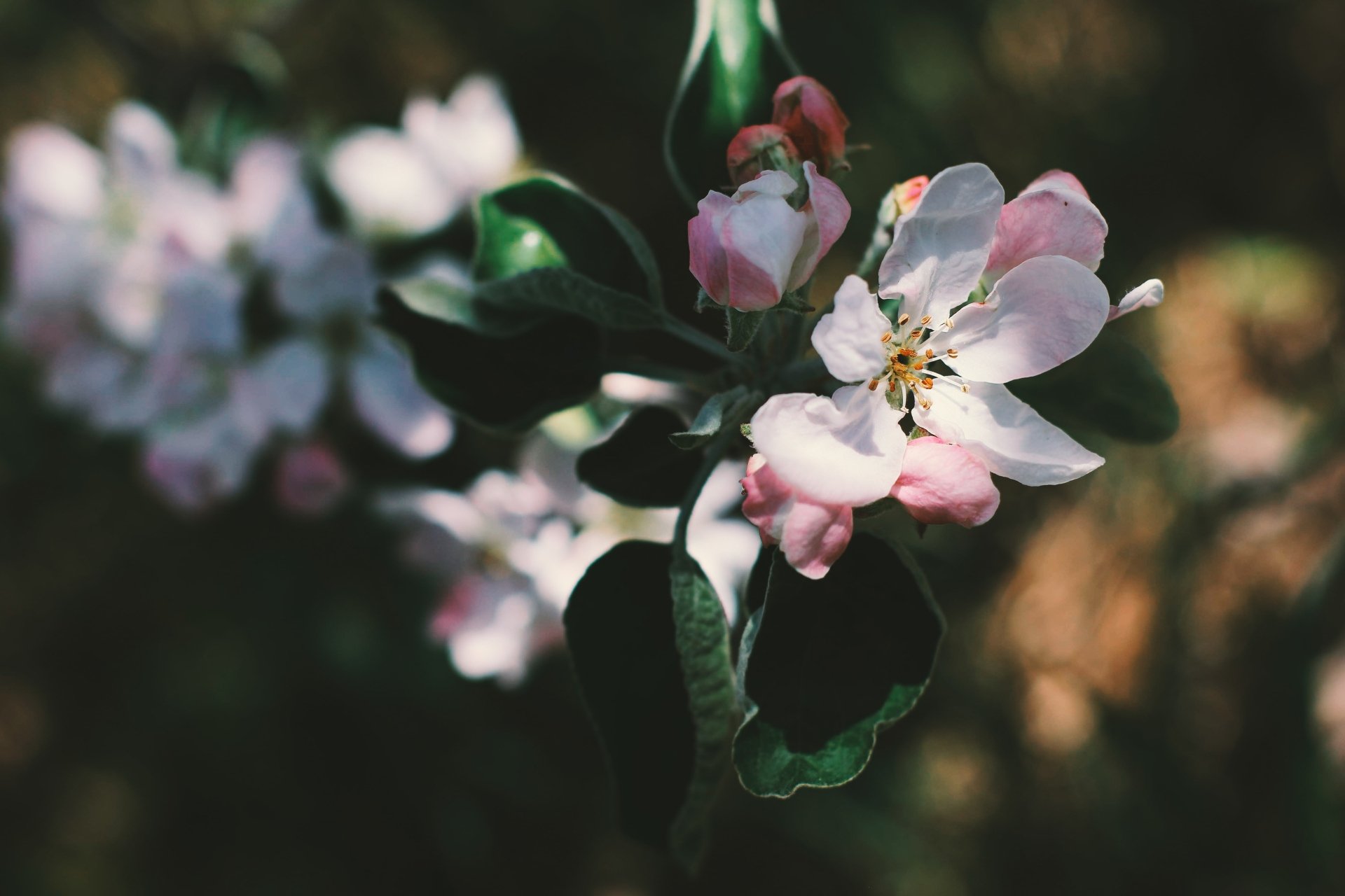 Download Apple Blossom Spring Branch Flower Nature Blossom 4k Ultra HD Wallpaper