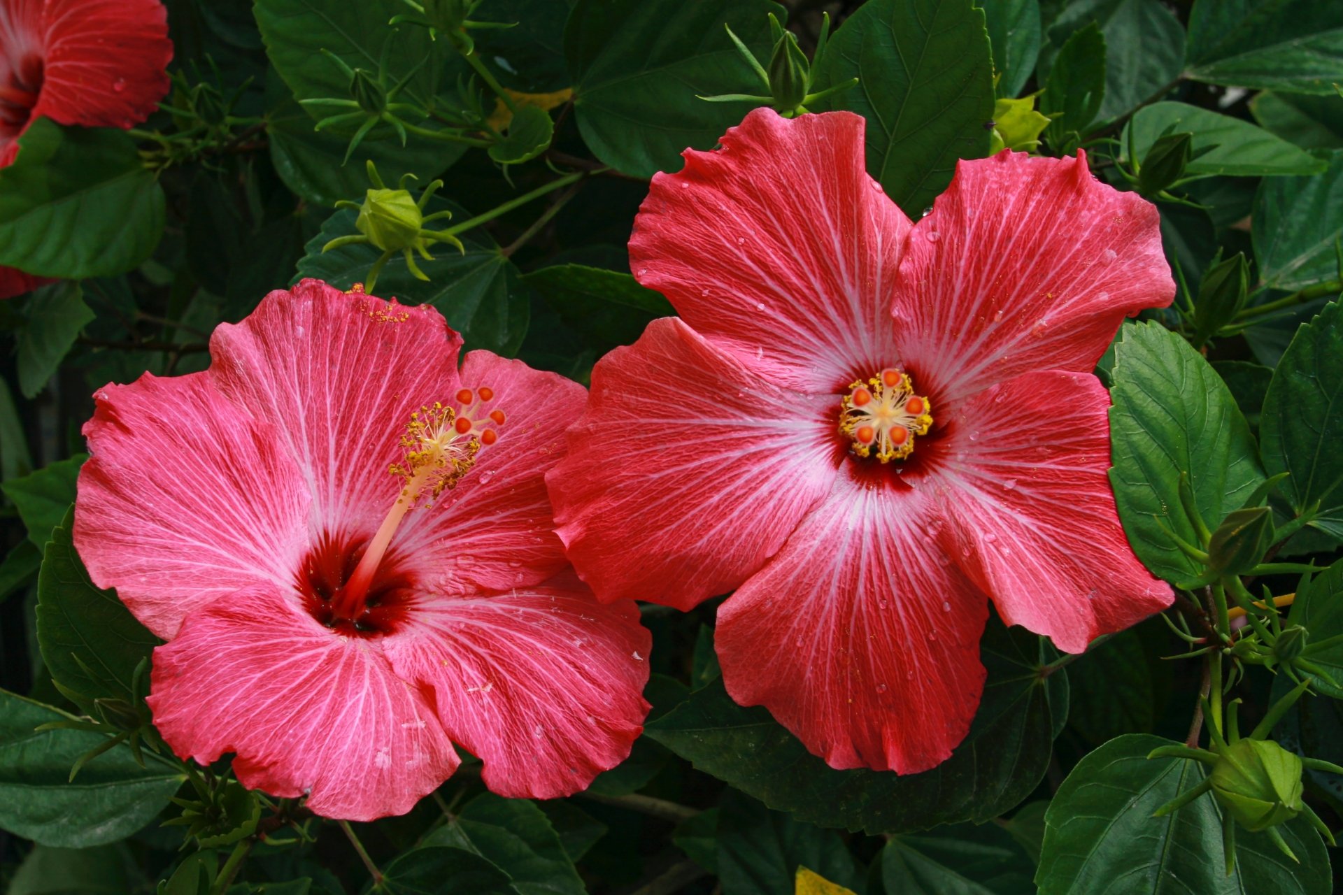 Download Flower Nature Hibiscus 4k Ultra HD Wallpaper