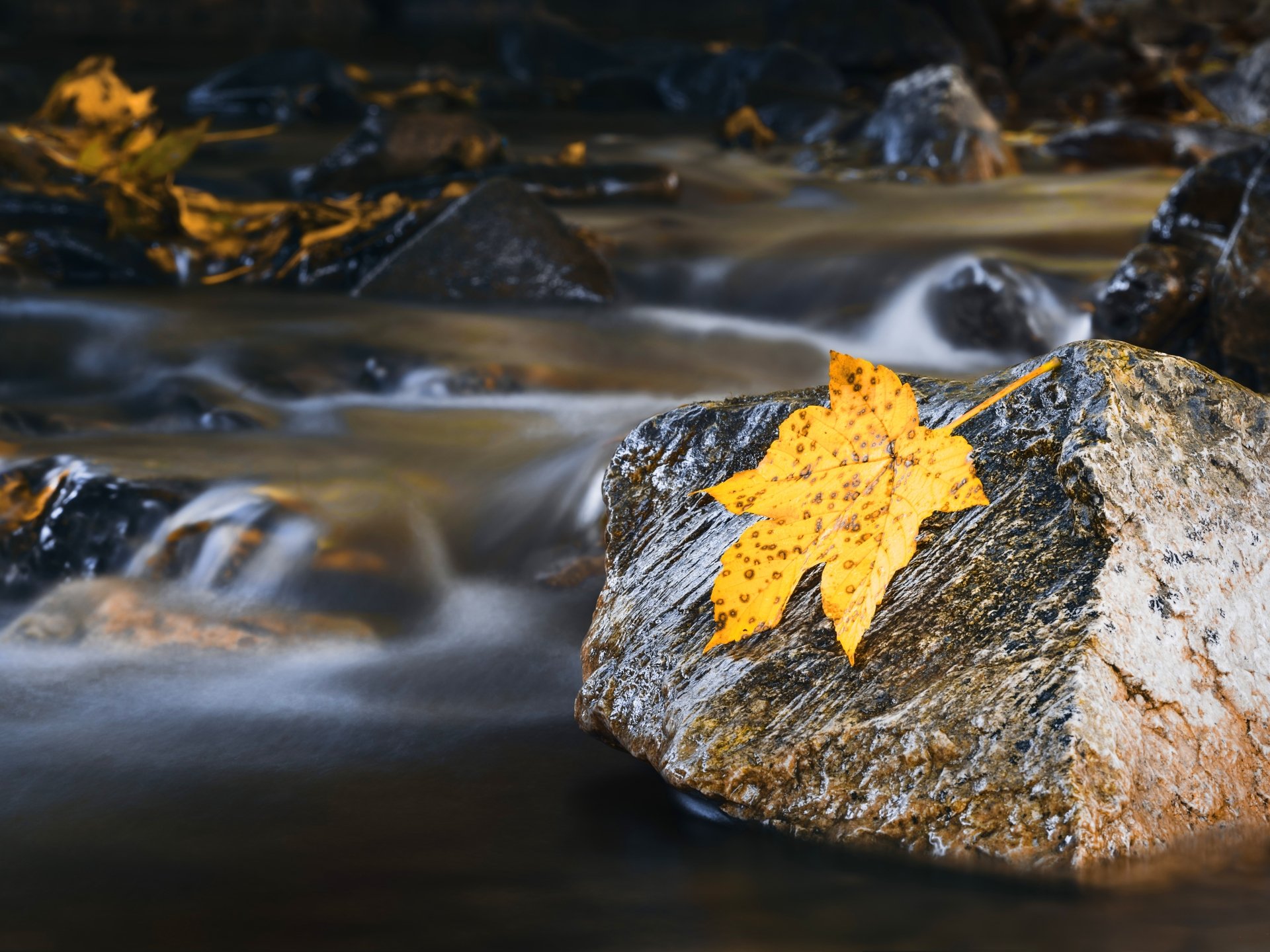 Download Maple Leaf Stream Stone Water Fall Nature Leaf 8k Ultra HD Wallpaper