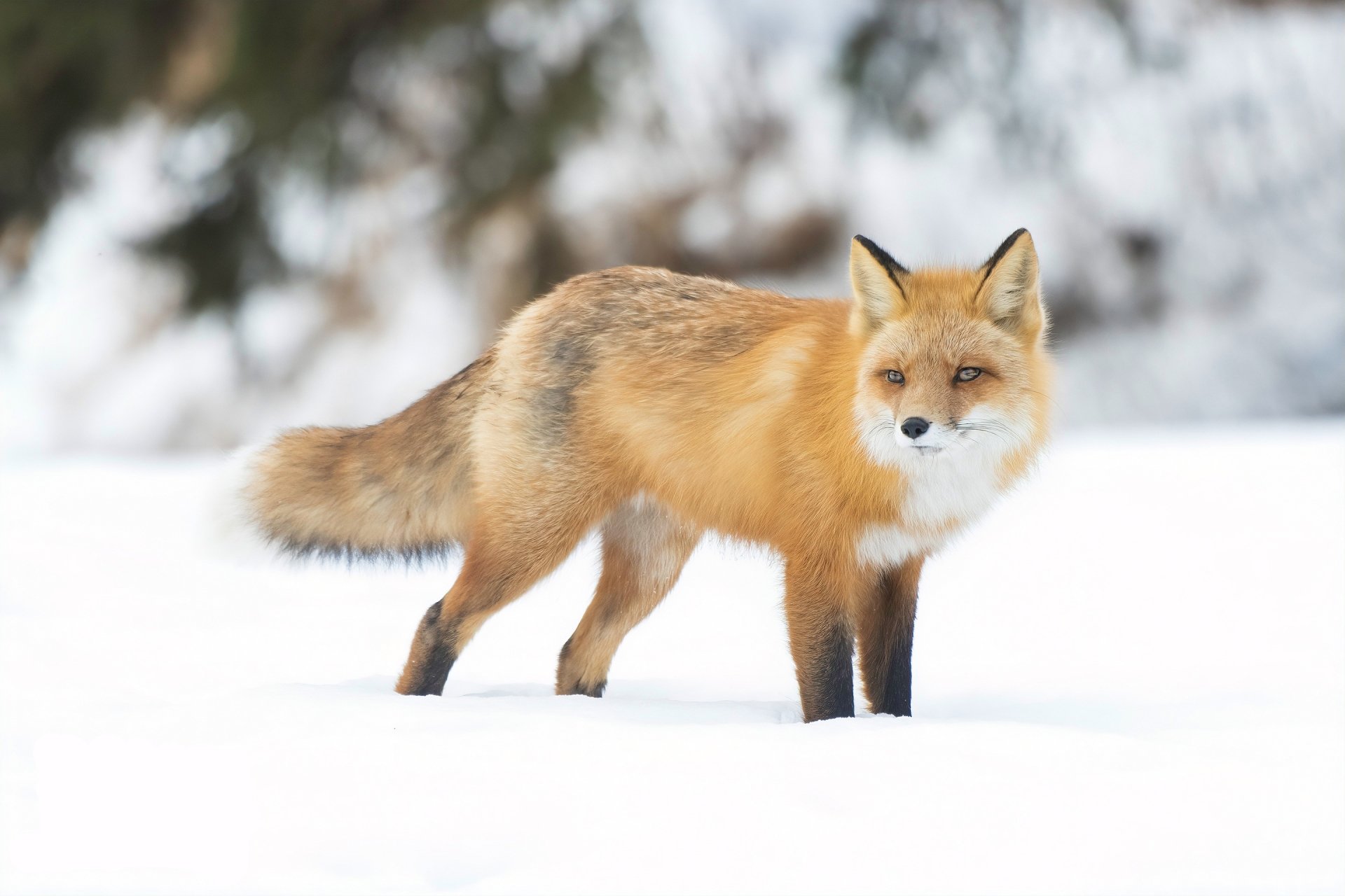 Download Snow Animal Fox HD Wallpaper