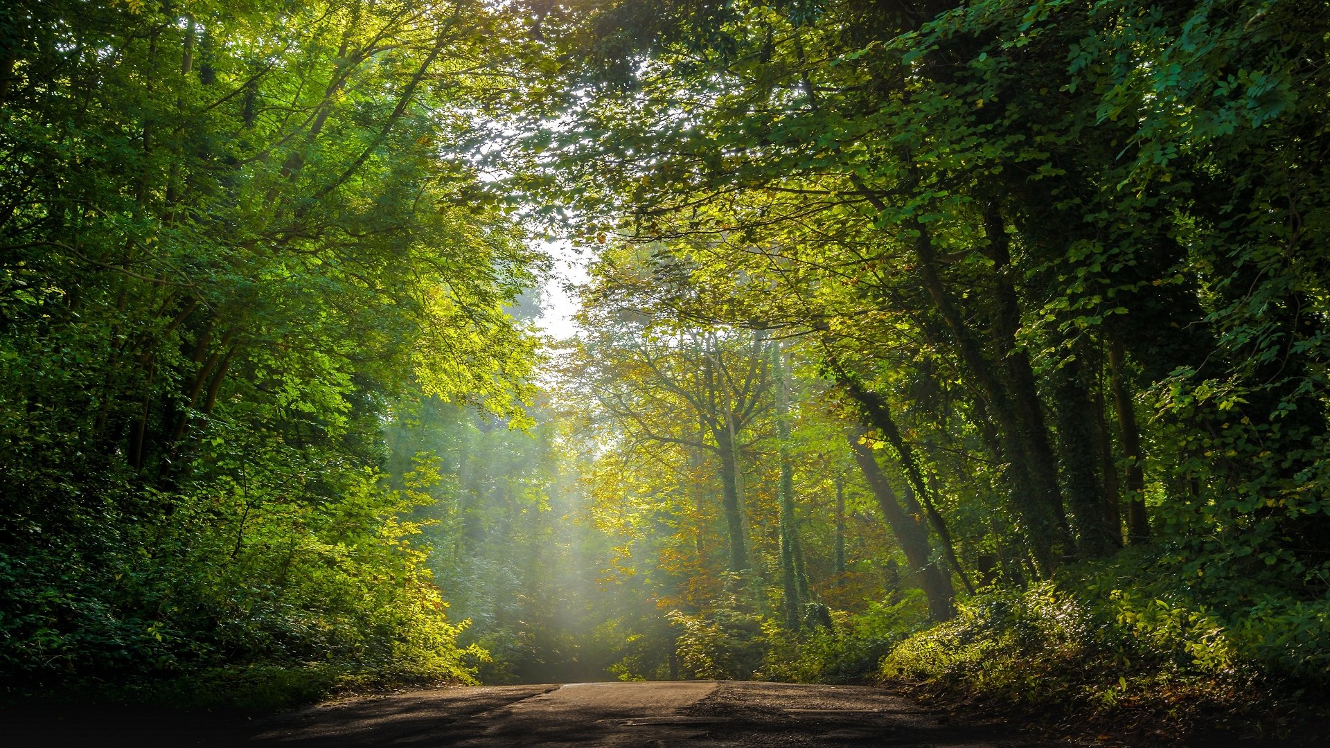 Download Fog Forest Road Man Made Path 4k Ultra HD Wallpaper