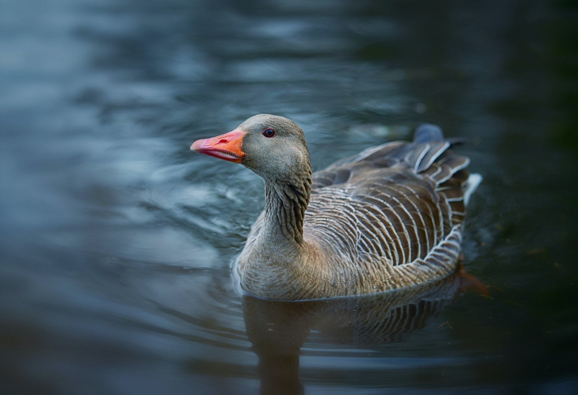 desktop goose