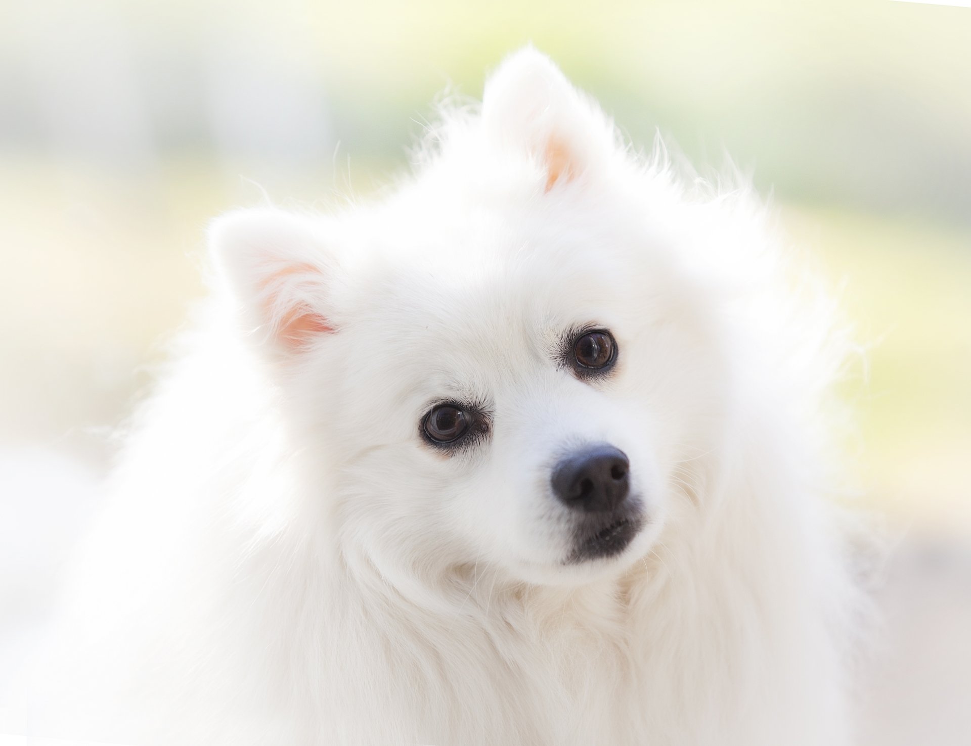 Download Dog Animal Spitz 4k Ultra HD Wallpaper