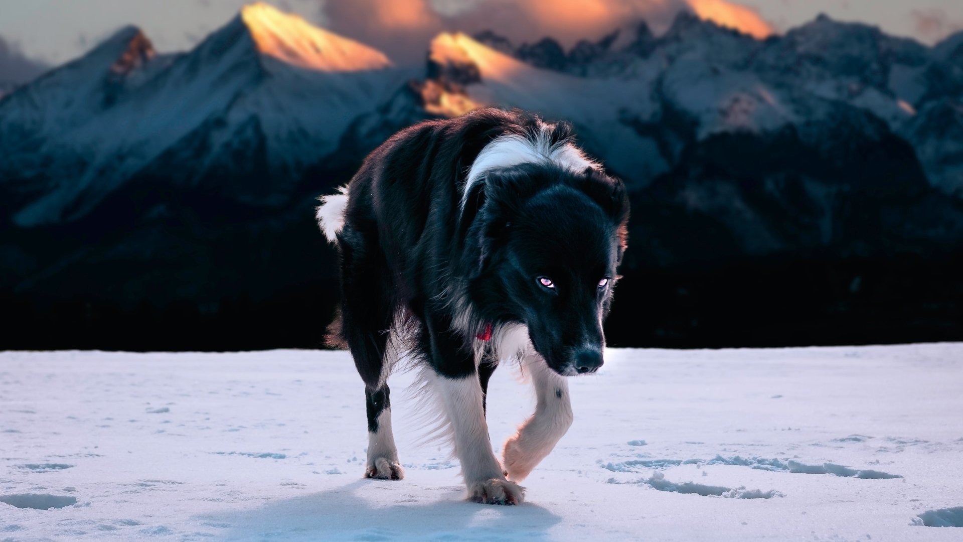 Download Dog Nature Mountain Snow Winter Animal Border Collie HD Wallpaper