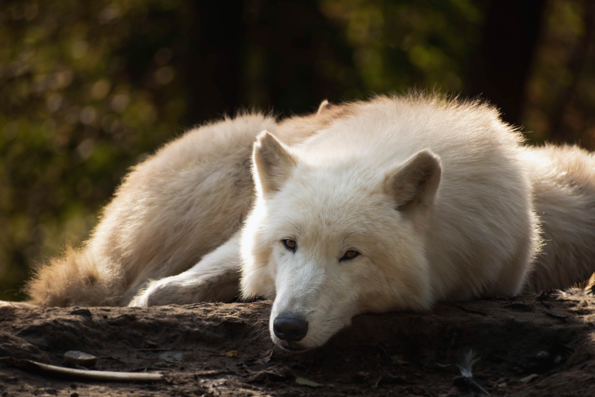 5K Ultra HD desktop wallpaper: a resting white Arctic wolf lying on a log, soft fur and attentive eyes against a blurred forest background.