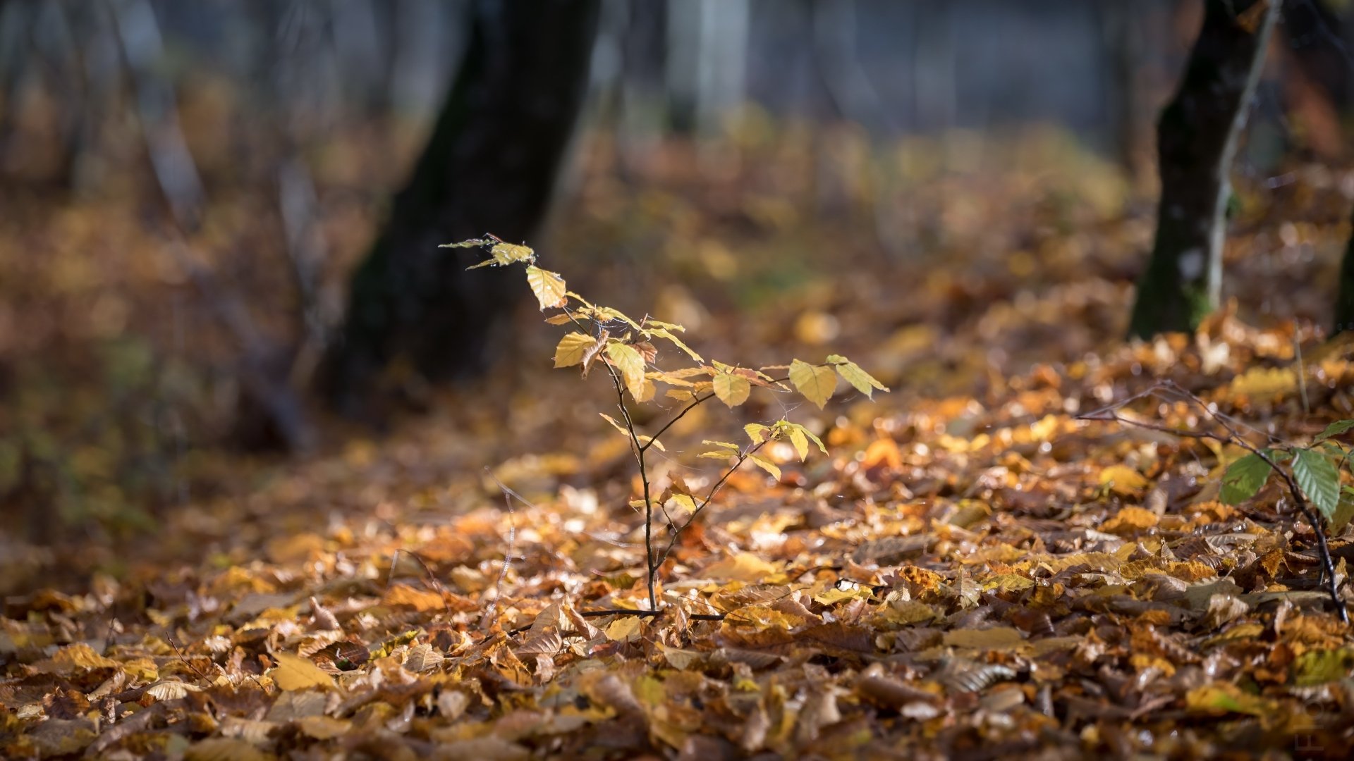 4K Ultra HD PC desktop wallpaper: a delicate sprout in a fall forest, nature's golden leaves carpeting the ground and soft light filtering through the trees.