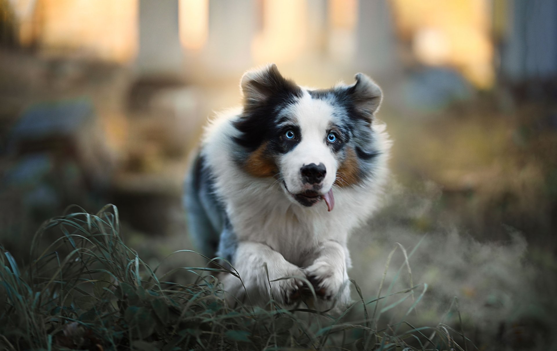 Download Animal Australian Shepherd HD Wallpaper