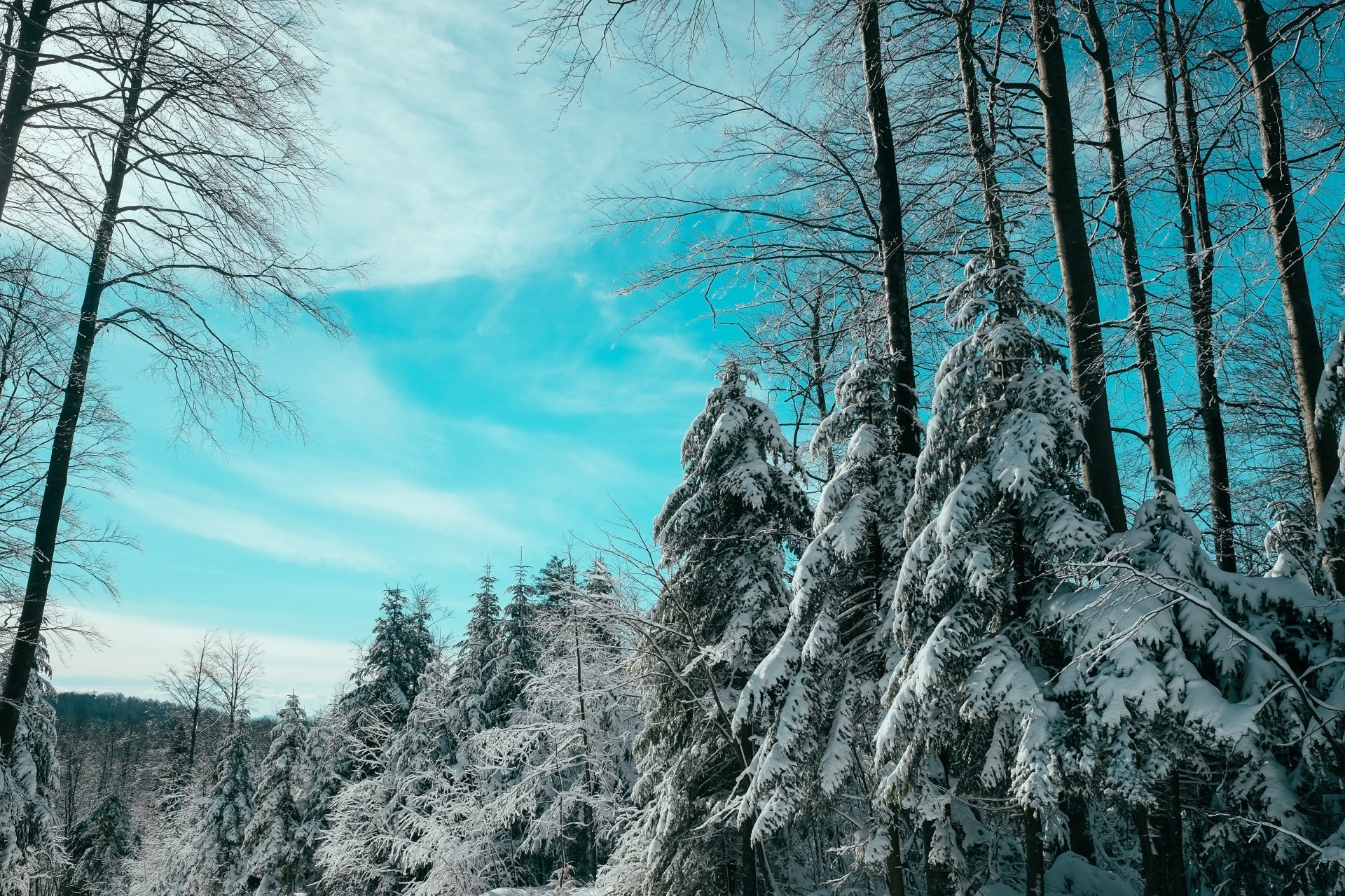 Download Snow Forest Nature Winter 4k Ultra HD Wallpaper
