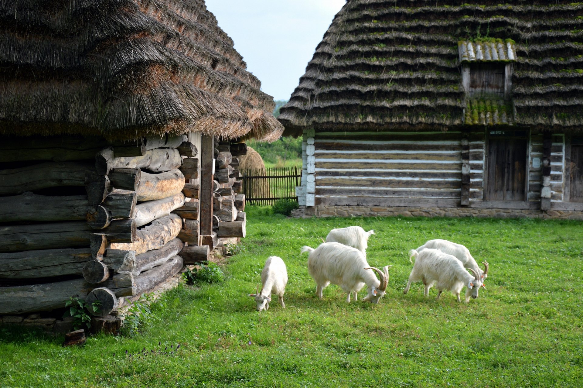 Pastoral Goats — 2K Quad HD Wallpaper | 2880x1915 | Wallpaper Abyss