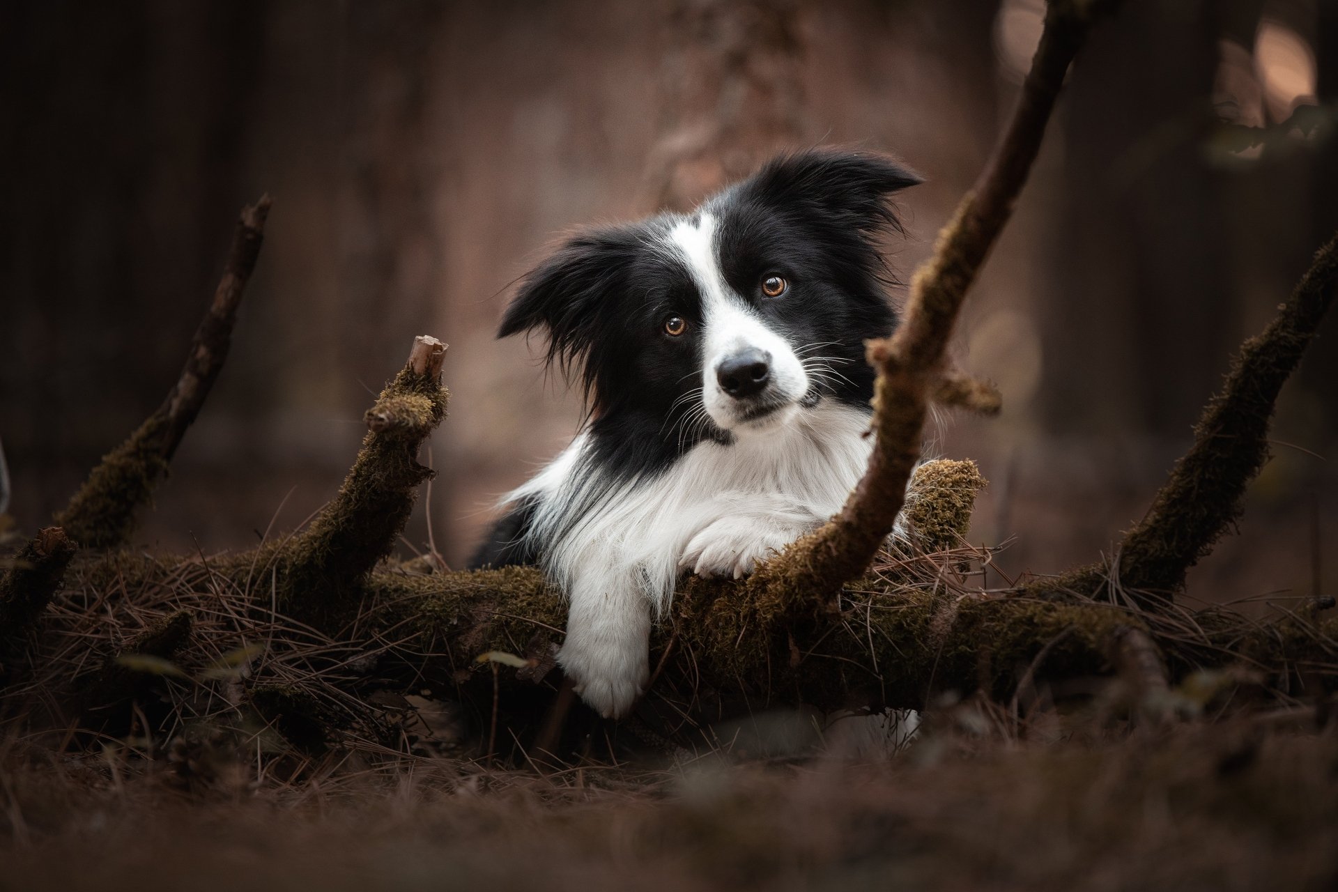 Download Dog Animal Border Collie 4k Ultra HD Wallpaper