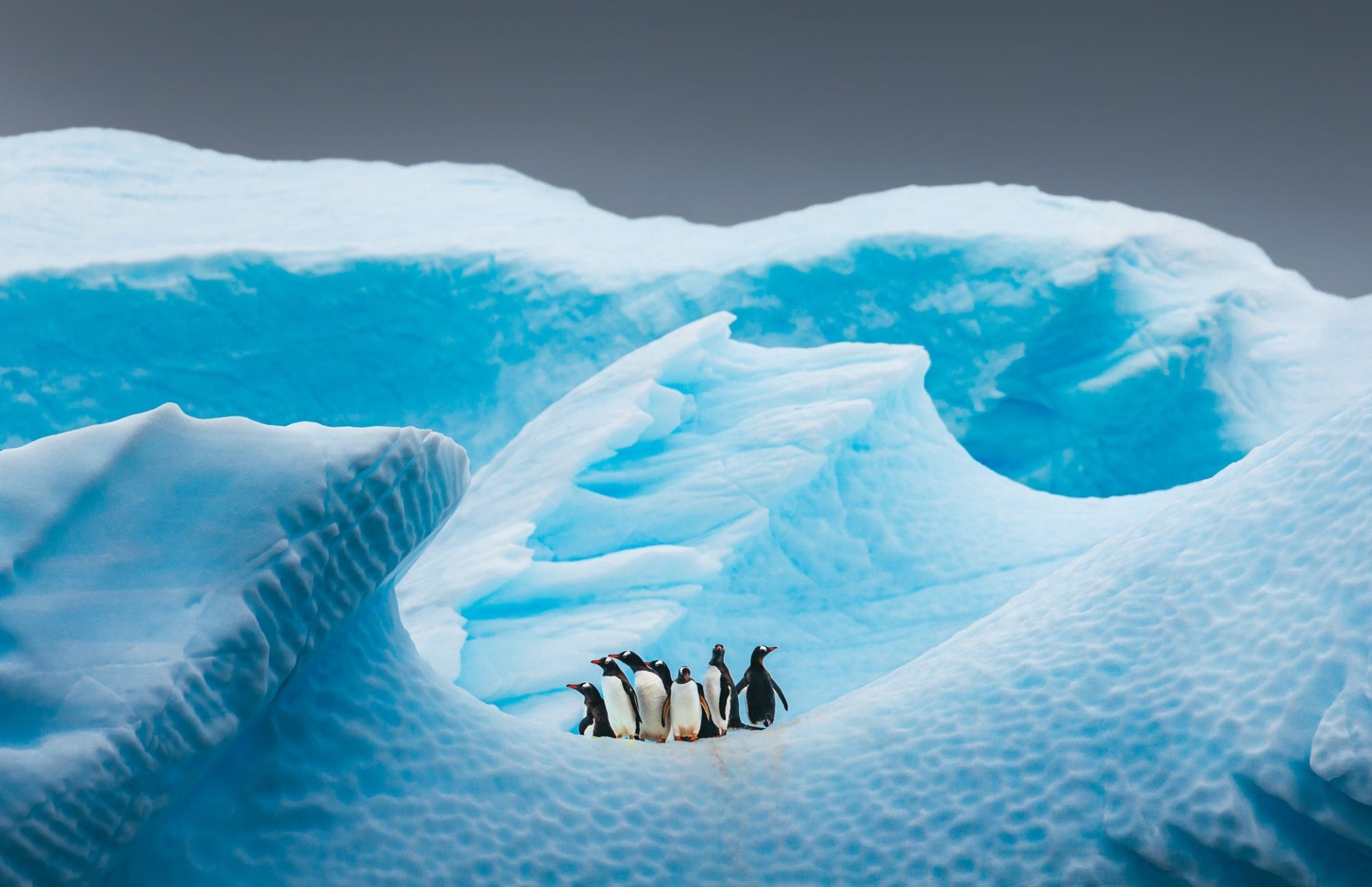 Download Bird Animal Penguin HD Wallpaper