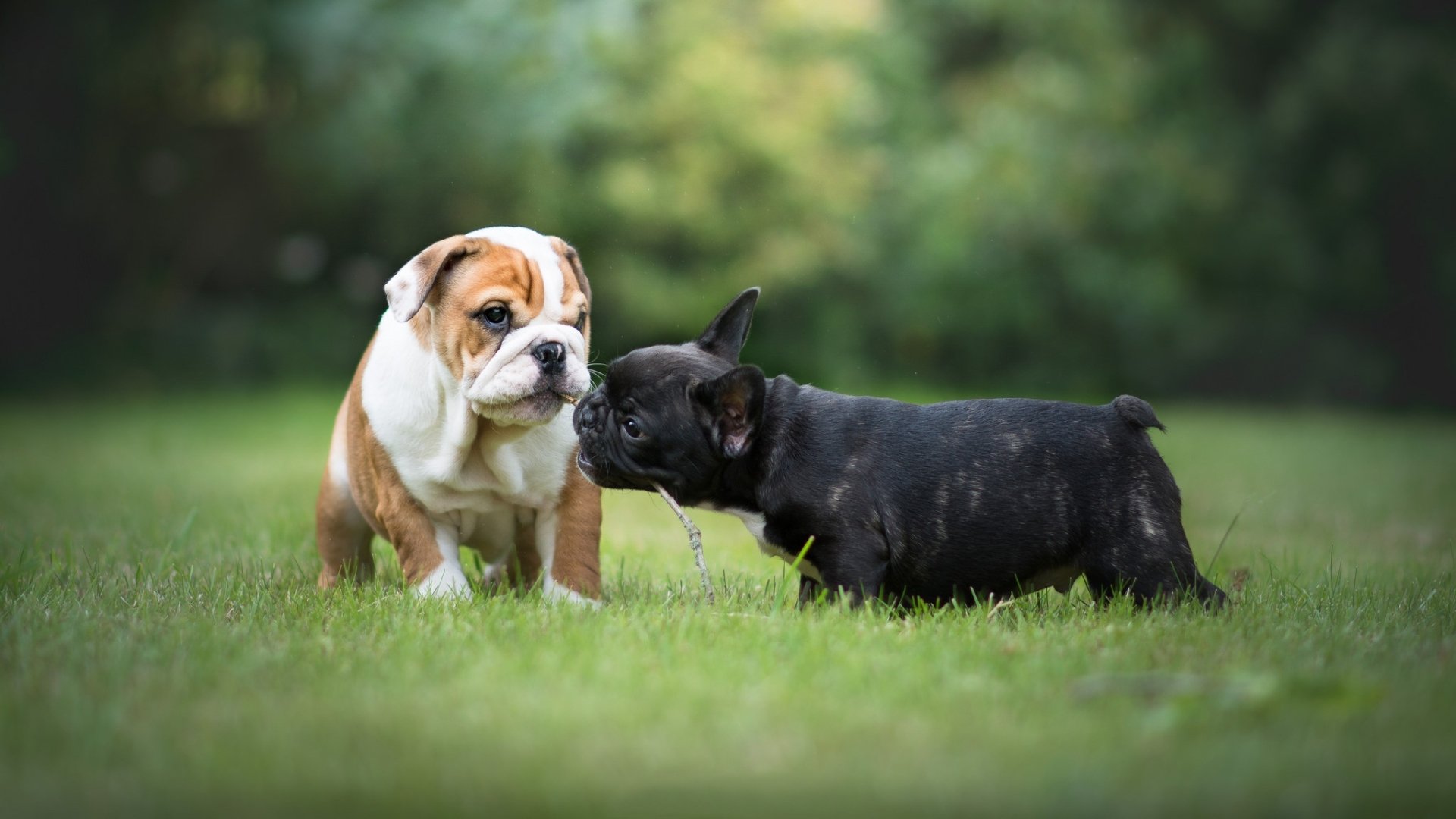 Download Dog English Bulldog French Bulldog Puppy Animal Bulldog HD Wallpaper