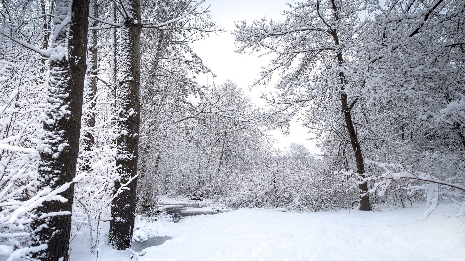 Snow-covered tree trunks and branches in a serene winter forest, captured in crisp 4K Ultra HD detail for a nature-themed PC desktop wallpaper.