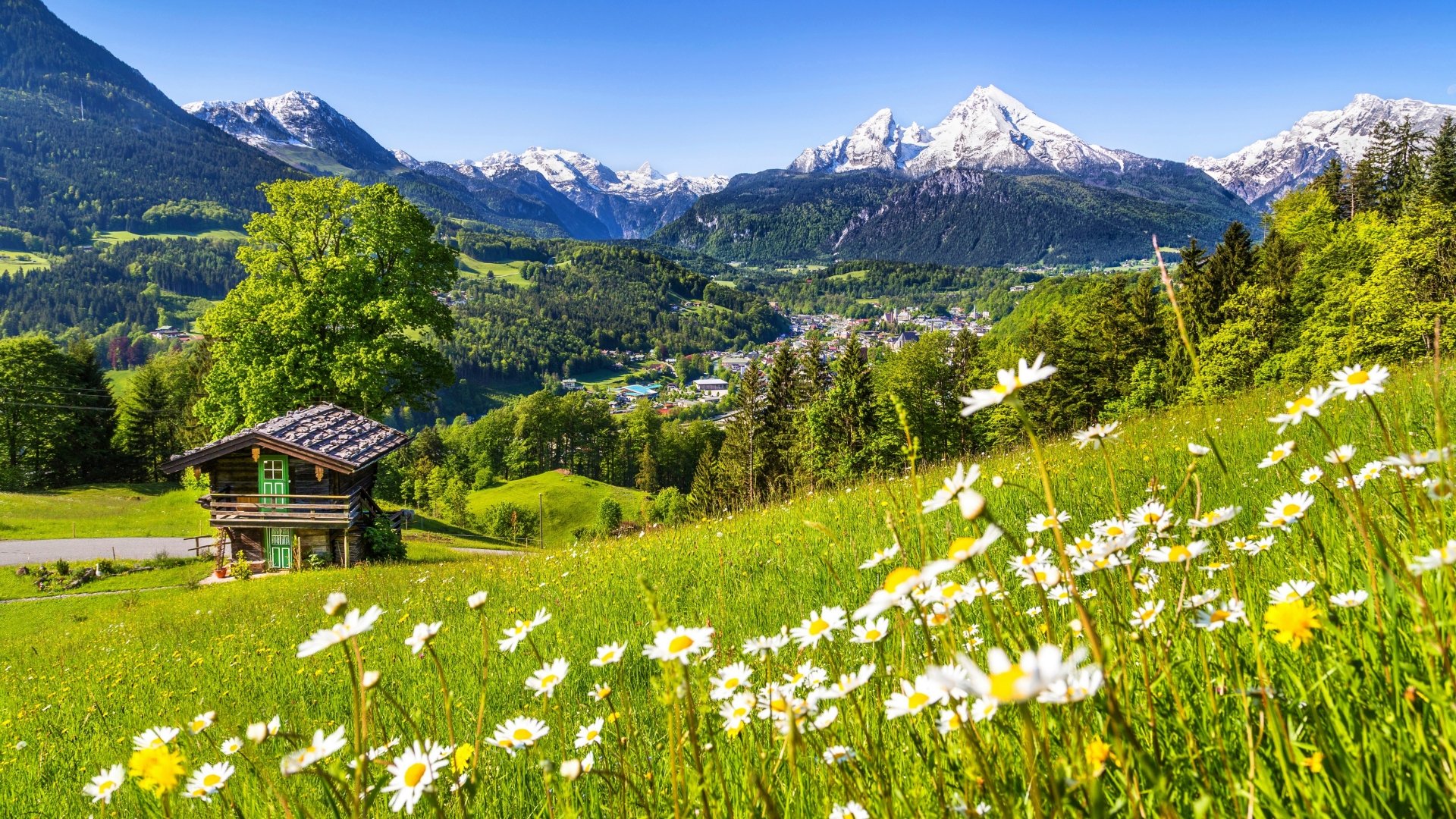 A vibrant 4K Ultra HD landscape of chamomile flowers blooming on a green hillside with a rustic cabin and snow-capped mountains under a clear blue sky.
